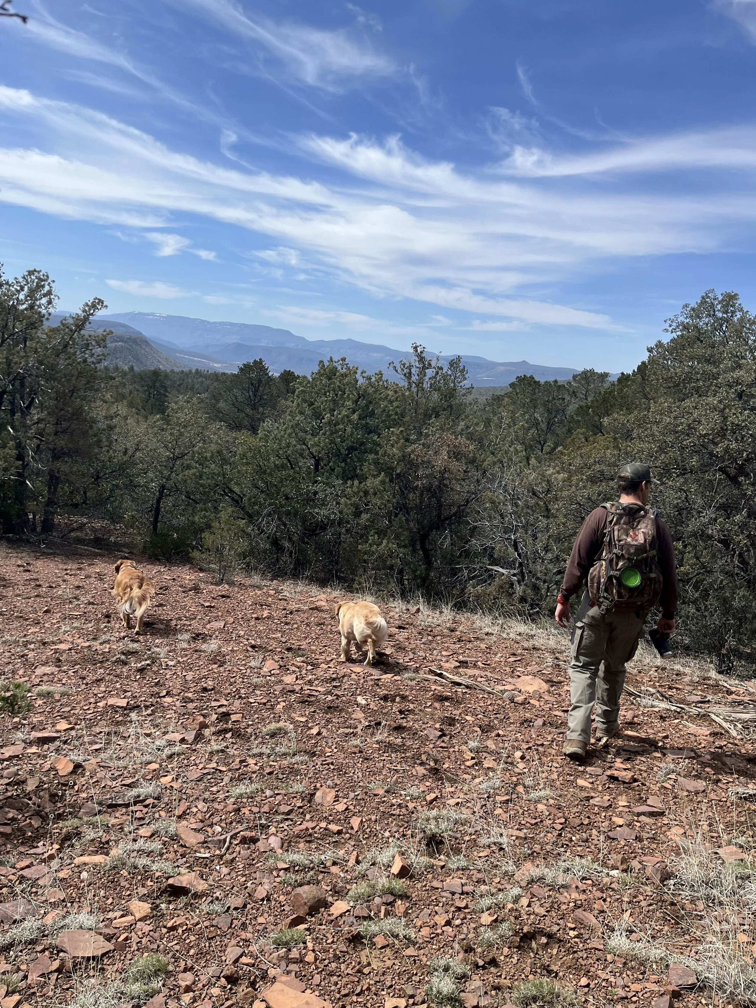 A person hiking on a rocky trail with two dogs, with trees in the foreground and mountains in the background under a partly cloudy sky.