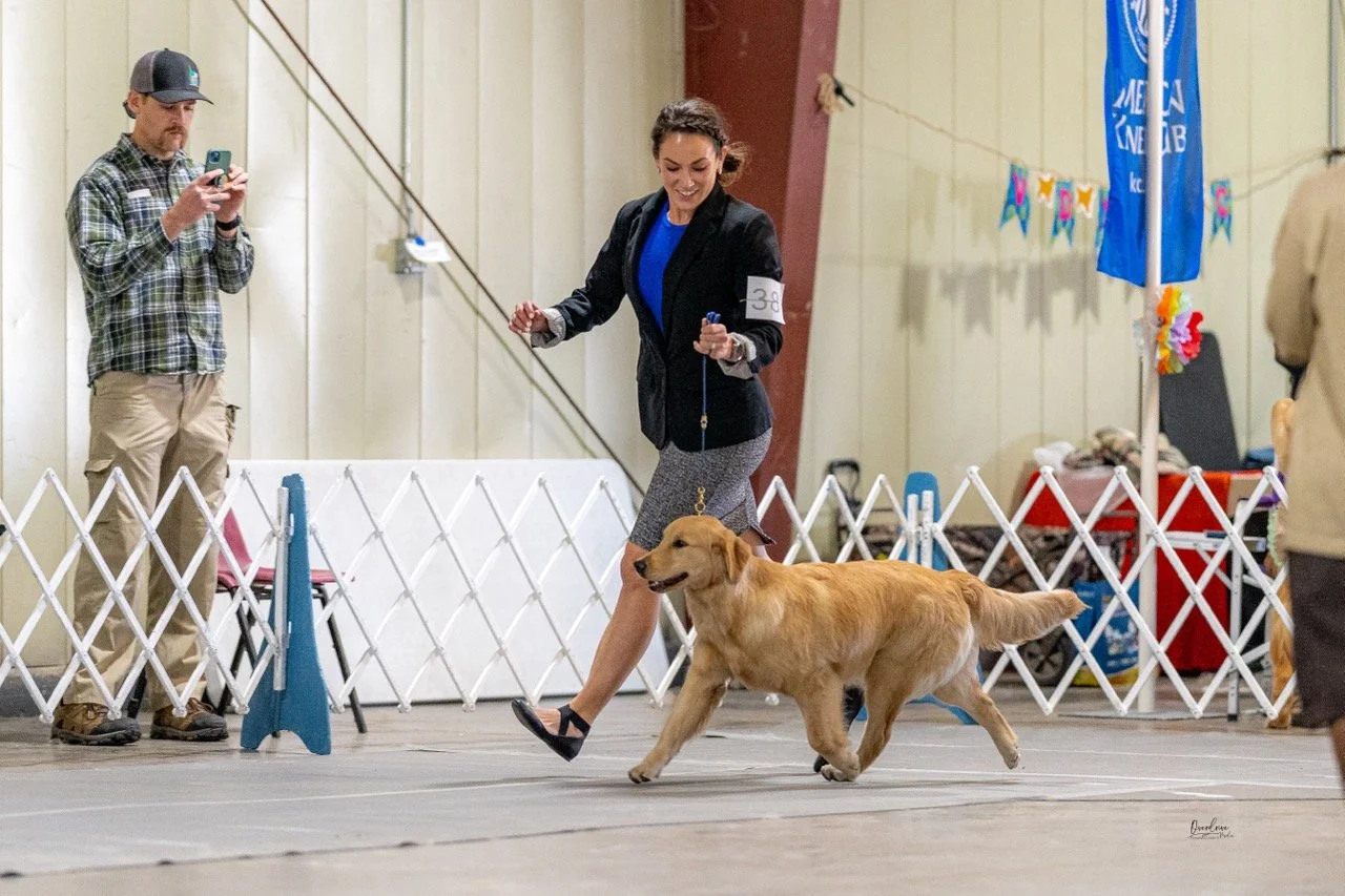 A woman in a blue top and black blazer walking a golden retriever dog inside a ring at a dog show.