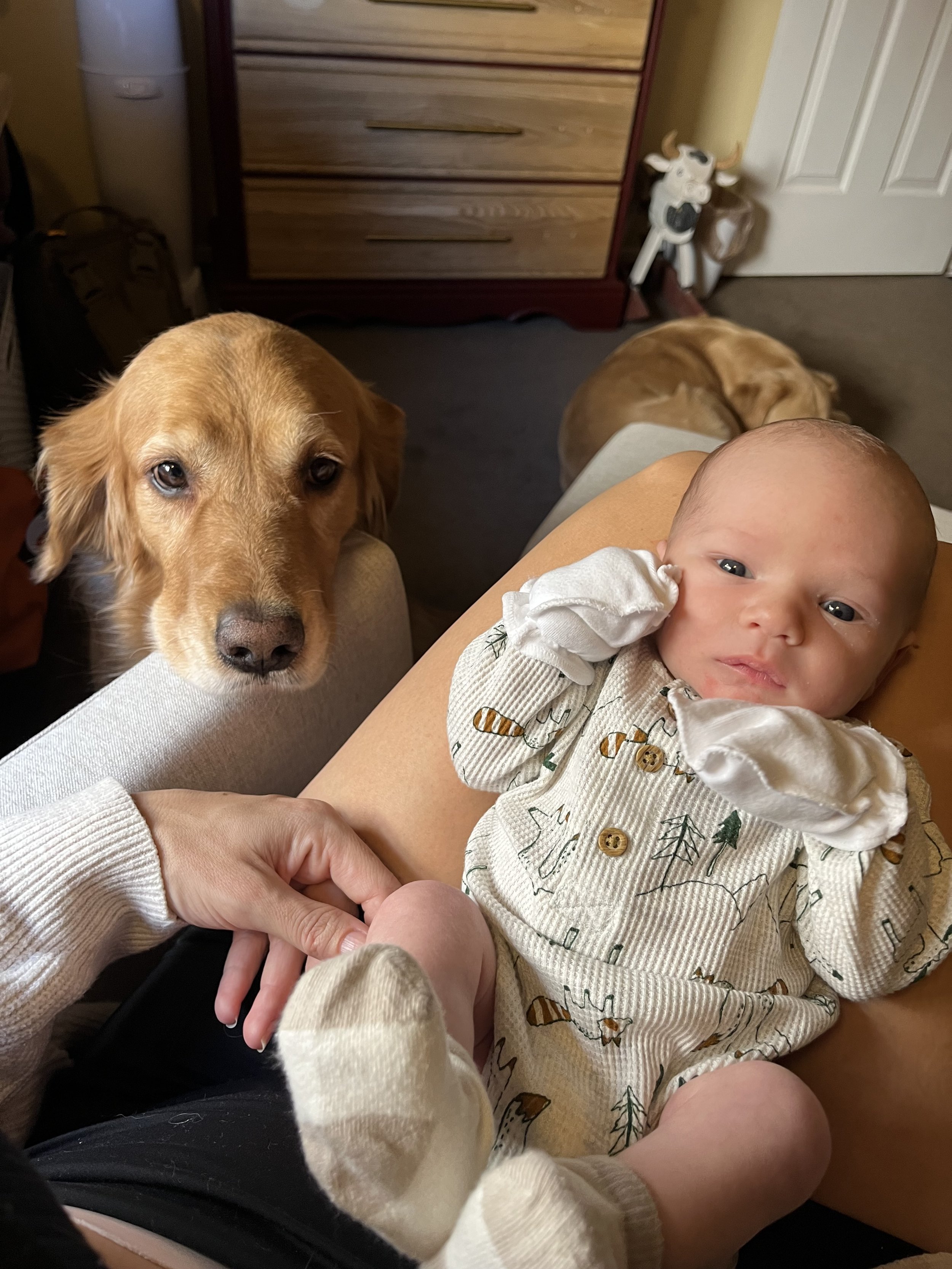 A baby with blue eyes lying on an adult's lap, wearing a white patterned shirt, and looking at the camera. A golden retriever dog is standing close nearby, resting its head on the person's arm, looking at the baby. In the background, there is a woode
