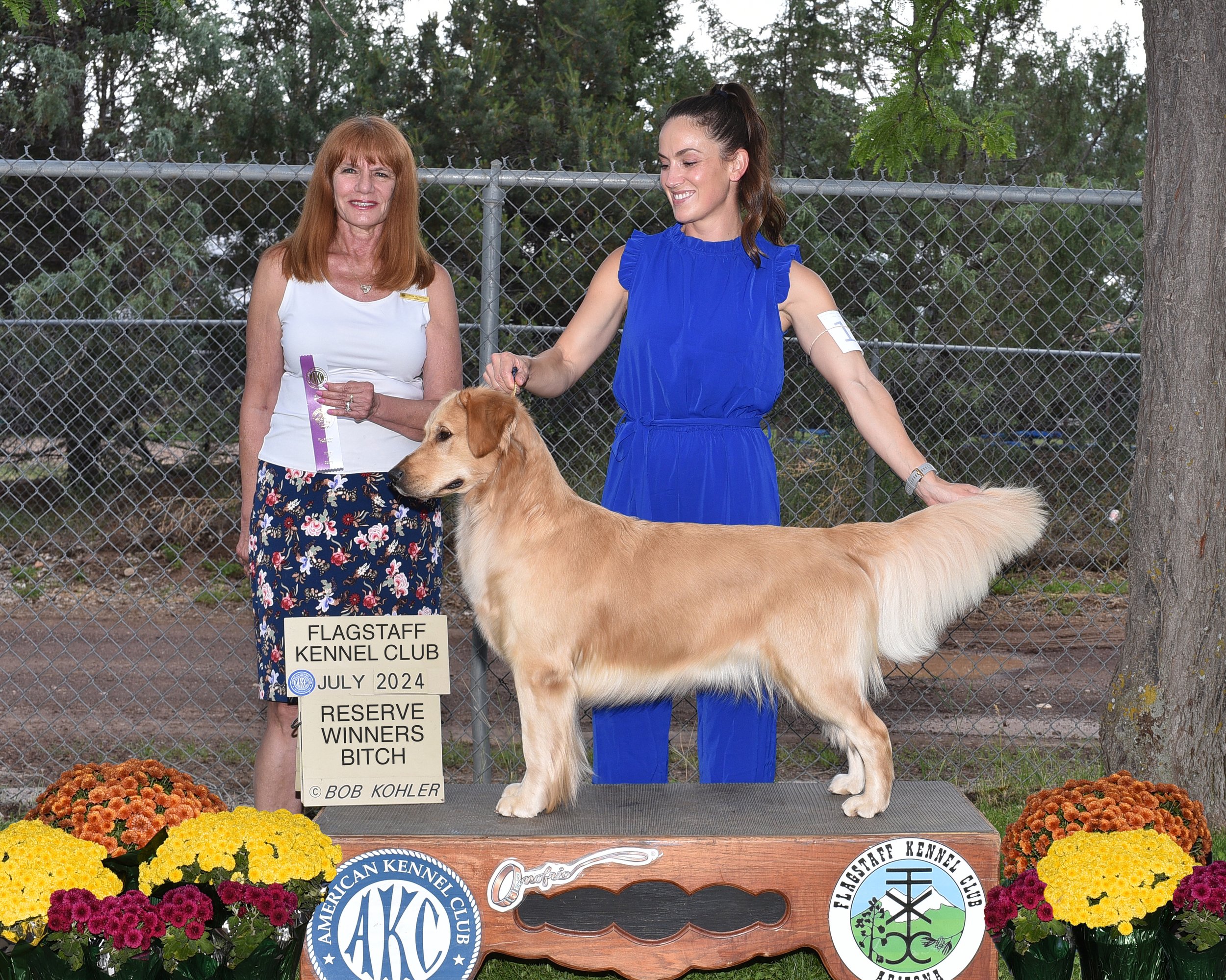 A woman in a blue dress showing a golden retriever dog at a dog show, with a woman in a white top holding a rosette ribbon in front of a chain-link fence surrounded by flowers and a sign that reads 'Flagstaff Kennel Club July 2024 Reserve Winners Bit
