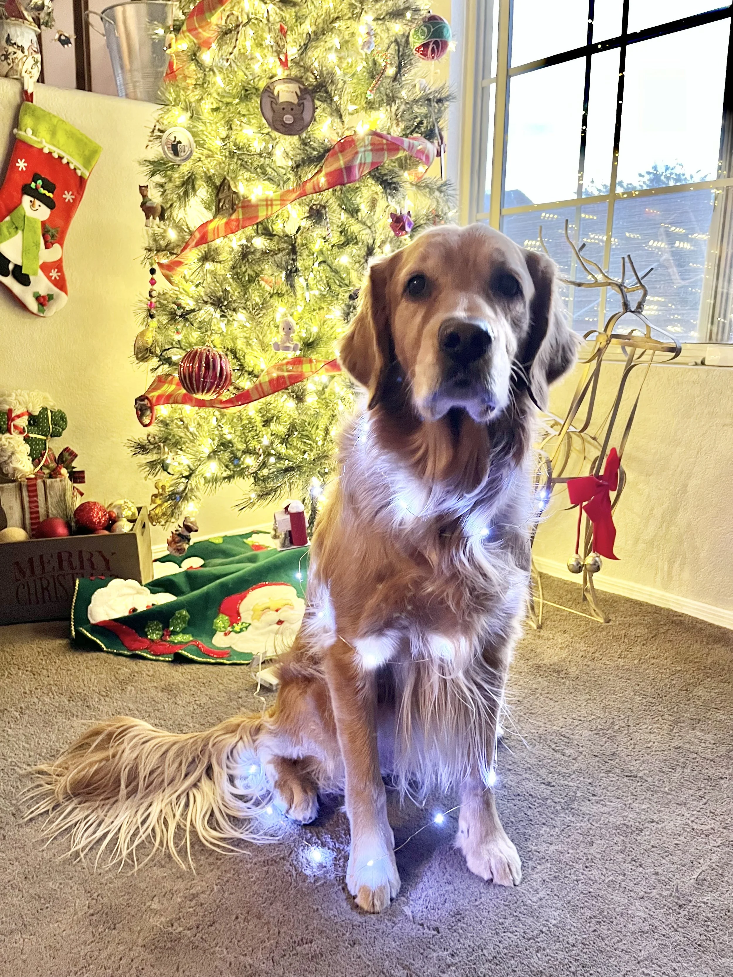 A golden retriever sitting in front of a decorated Christmas tree with ornaments and lights, beside a window and holiday decorations.