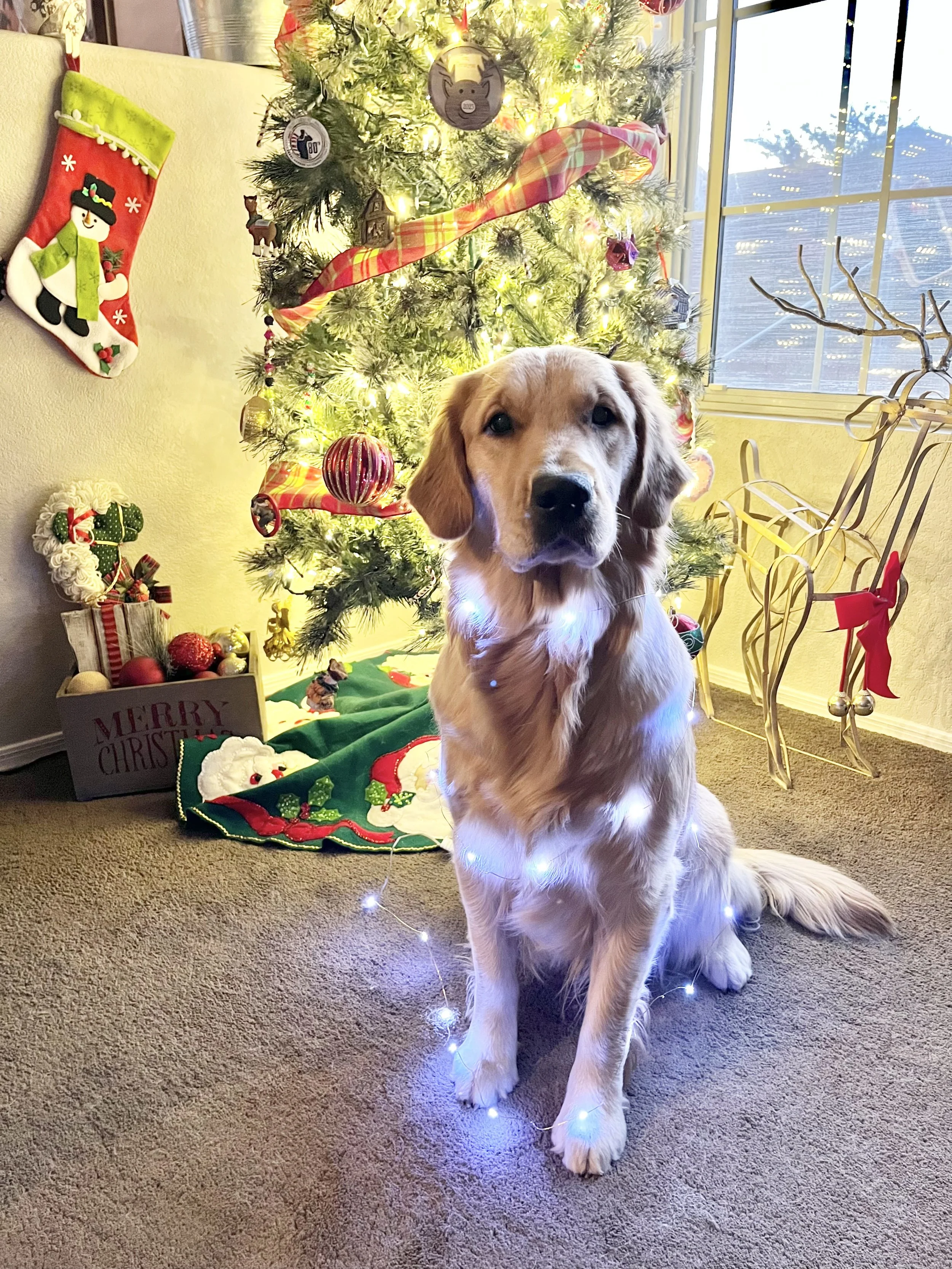 A golden retriever dog with white Christmas lights around its neck is sitting in front of a decorated Christmas tree. The tree is adorned with ornaments, ribbons, and lights, and there is a holiday sock hanging on the wall and a Christmas-themed clot