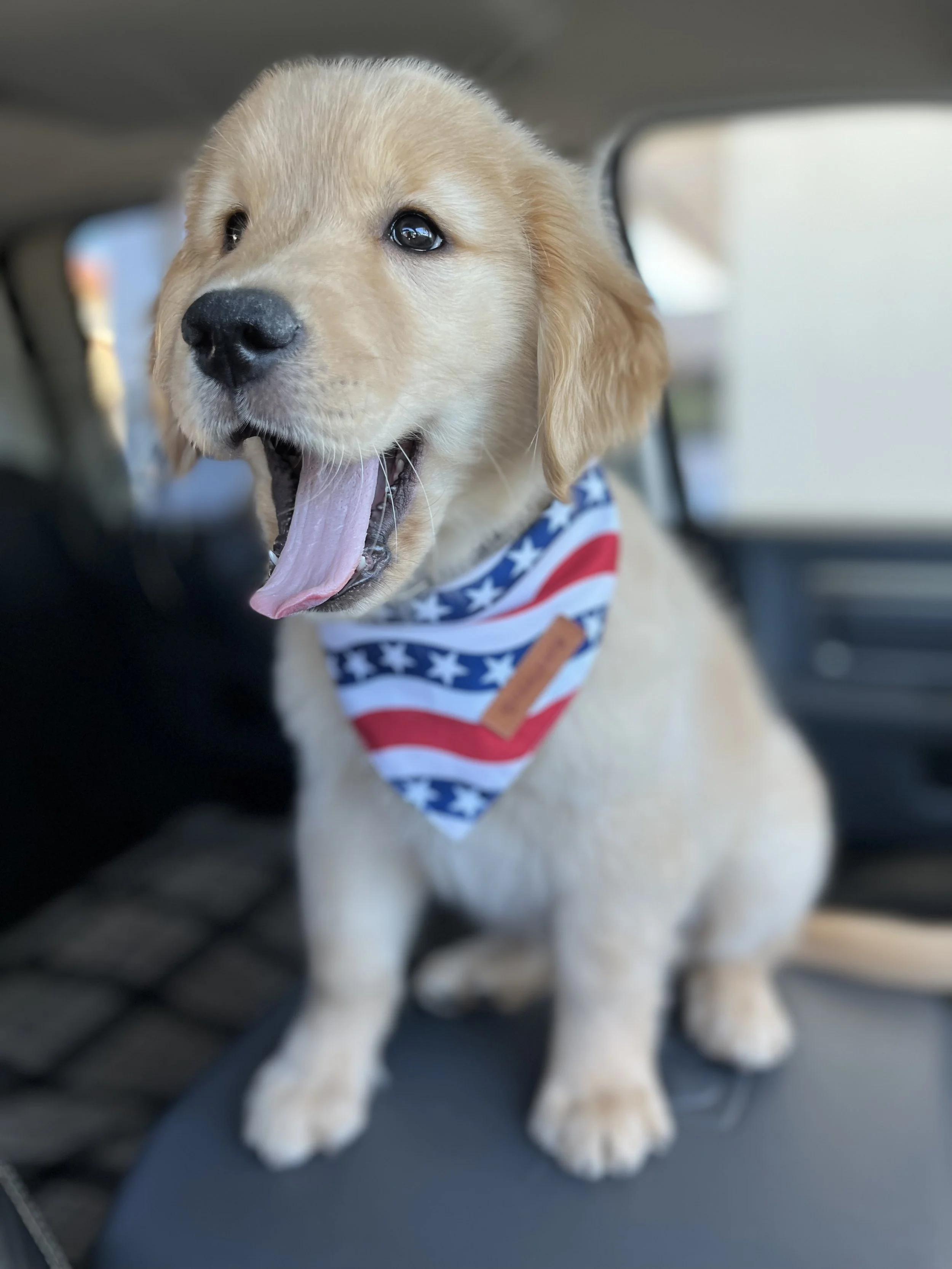 Close-up of a yawning golden retriever puppy wearing a patriotic bandana, sitting in the backseat of a vehicle.