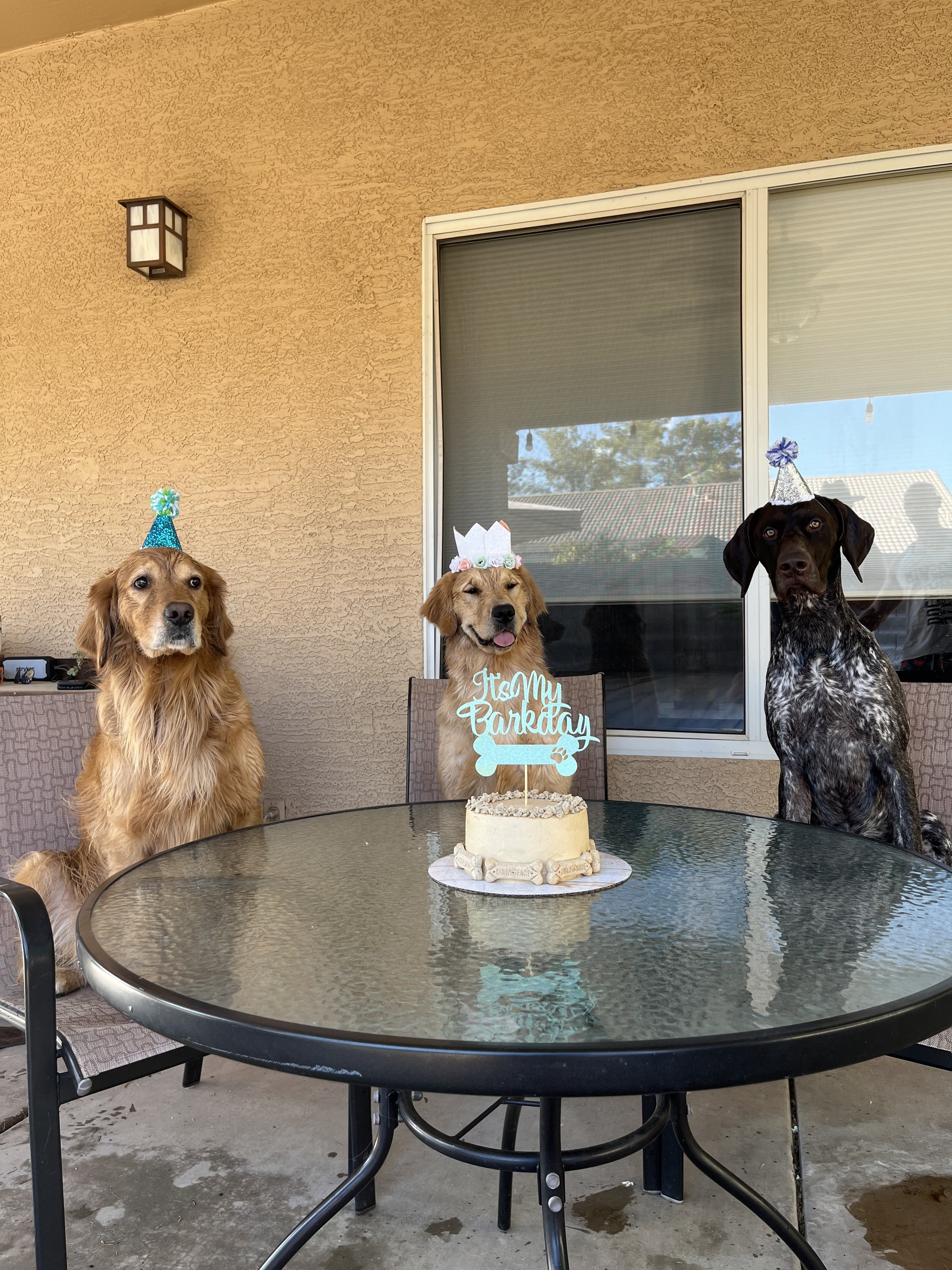 Three dogs wearing birthday hats and a birthday sign on one of the dogs saying 'It's My Barkday', gathered around a birthday cake on a glass outdoor table, with a window and beige wall in the background.