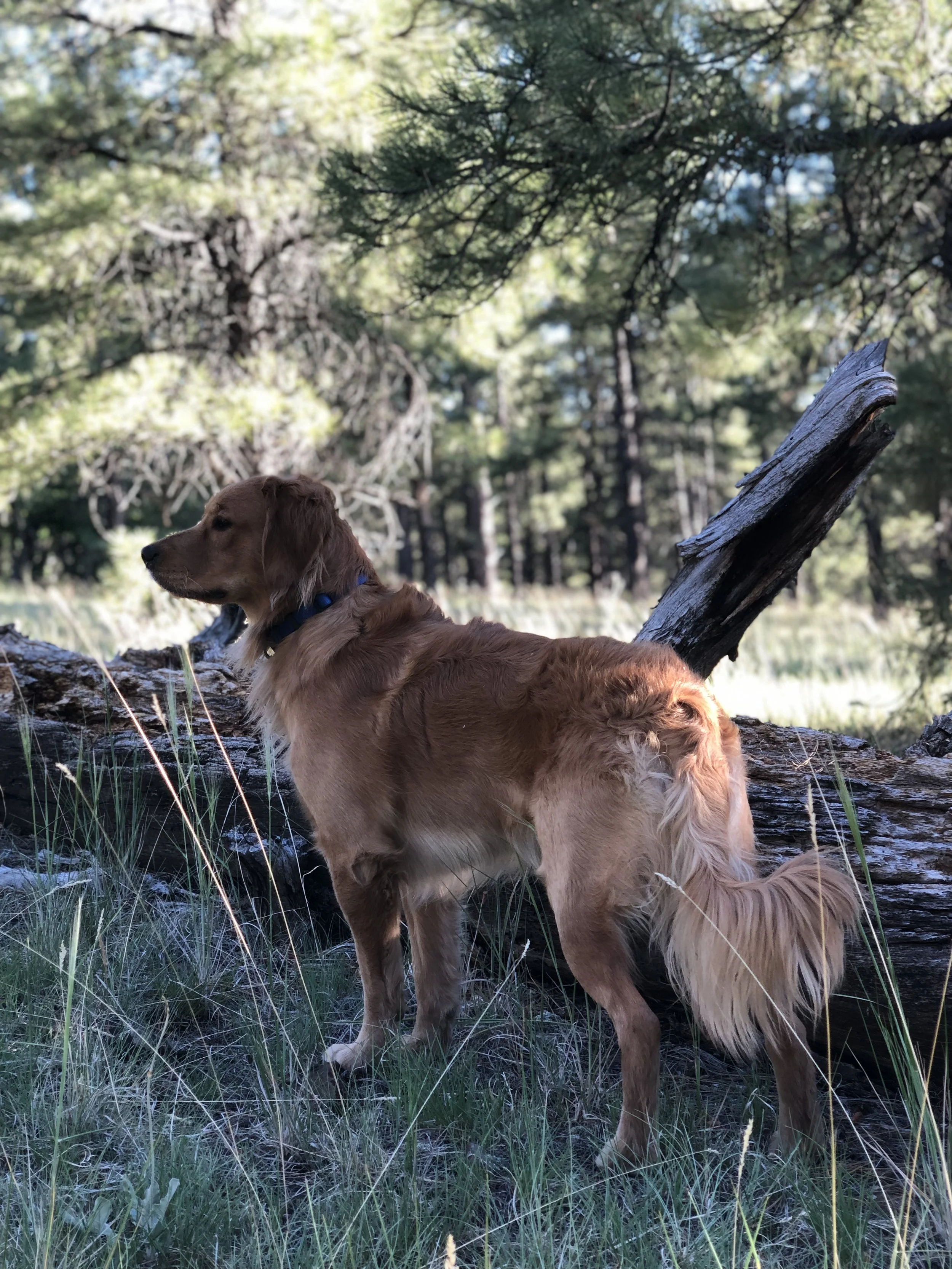 Golden retriever dog lying on grass and fallen tree trunk in a forest with tall trees and green foliage in the background.