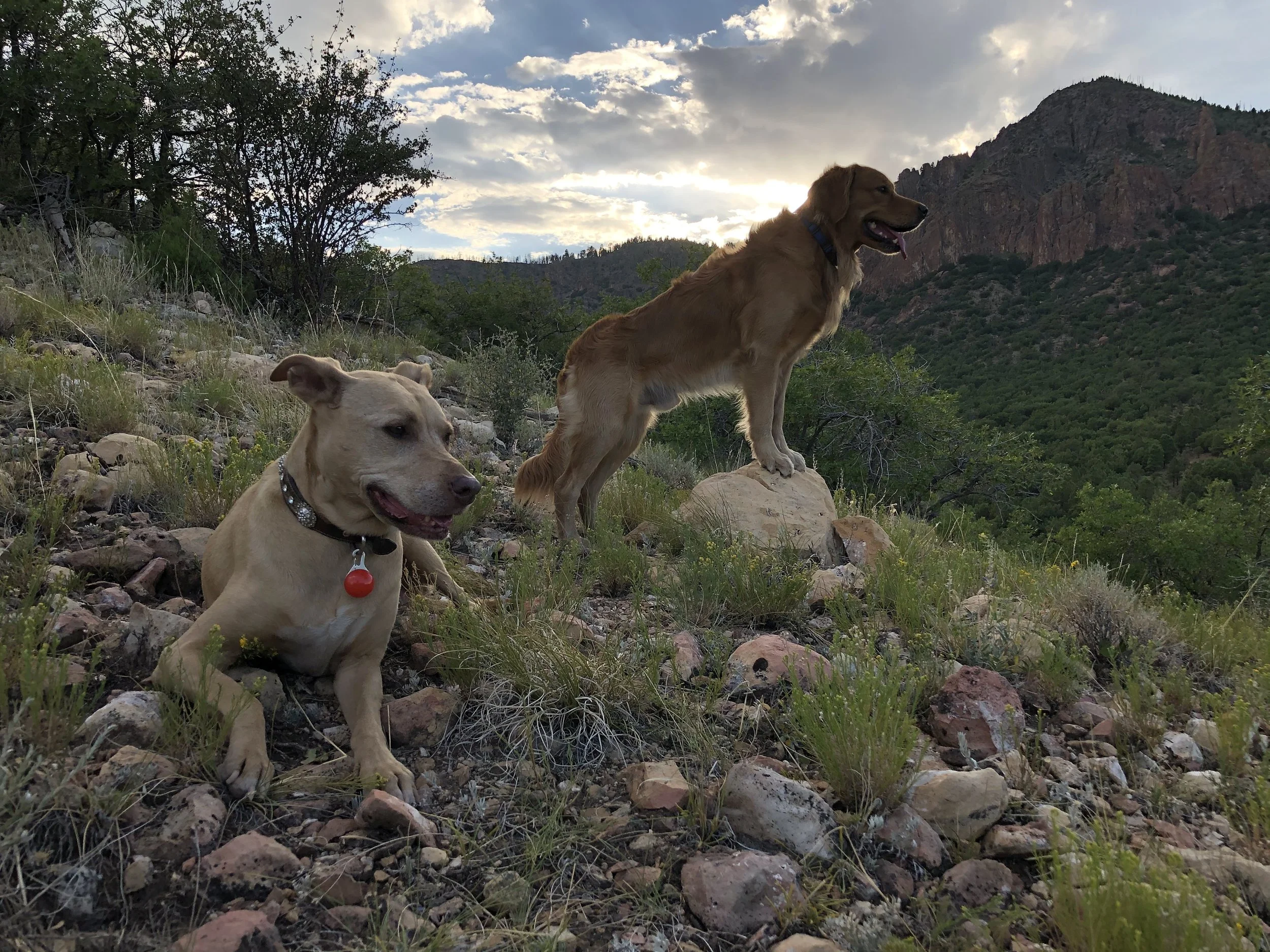 Two dogs sitting on rocky terrain with mountains and a partly cloudy sky in the background.