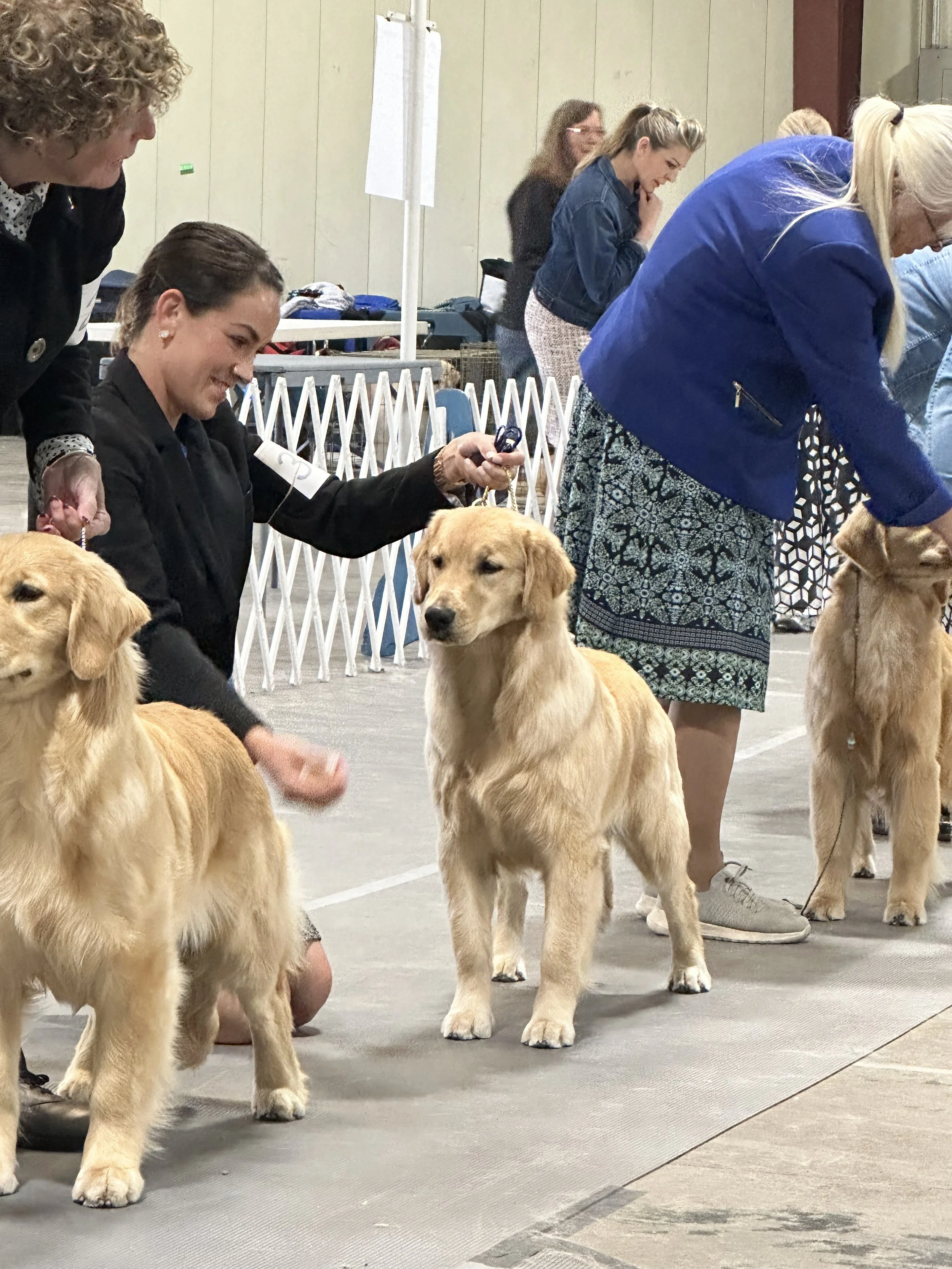 Multiple golden retrievers participating in a dog show, standing and being judged or trained by handlers in an indoor venue.