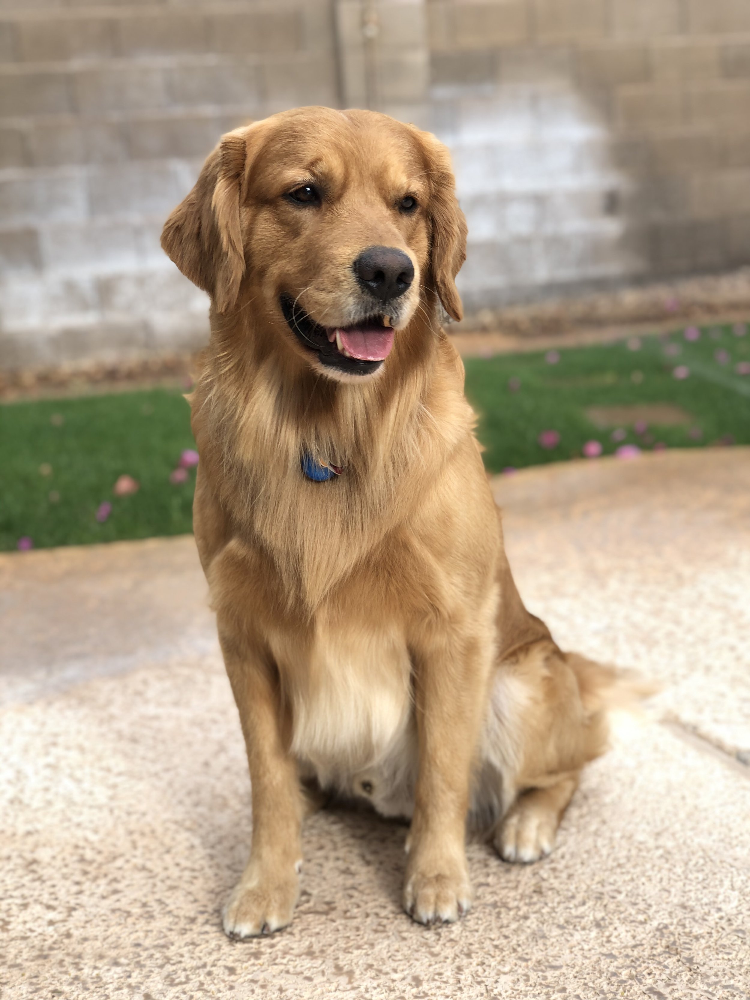 Golden retriever dog sitting on a speckled beige floor with a blurred gray brick wall in the background and a small patch of artificial grass with pink flower petals.