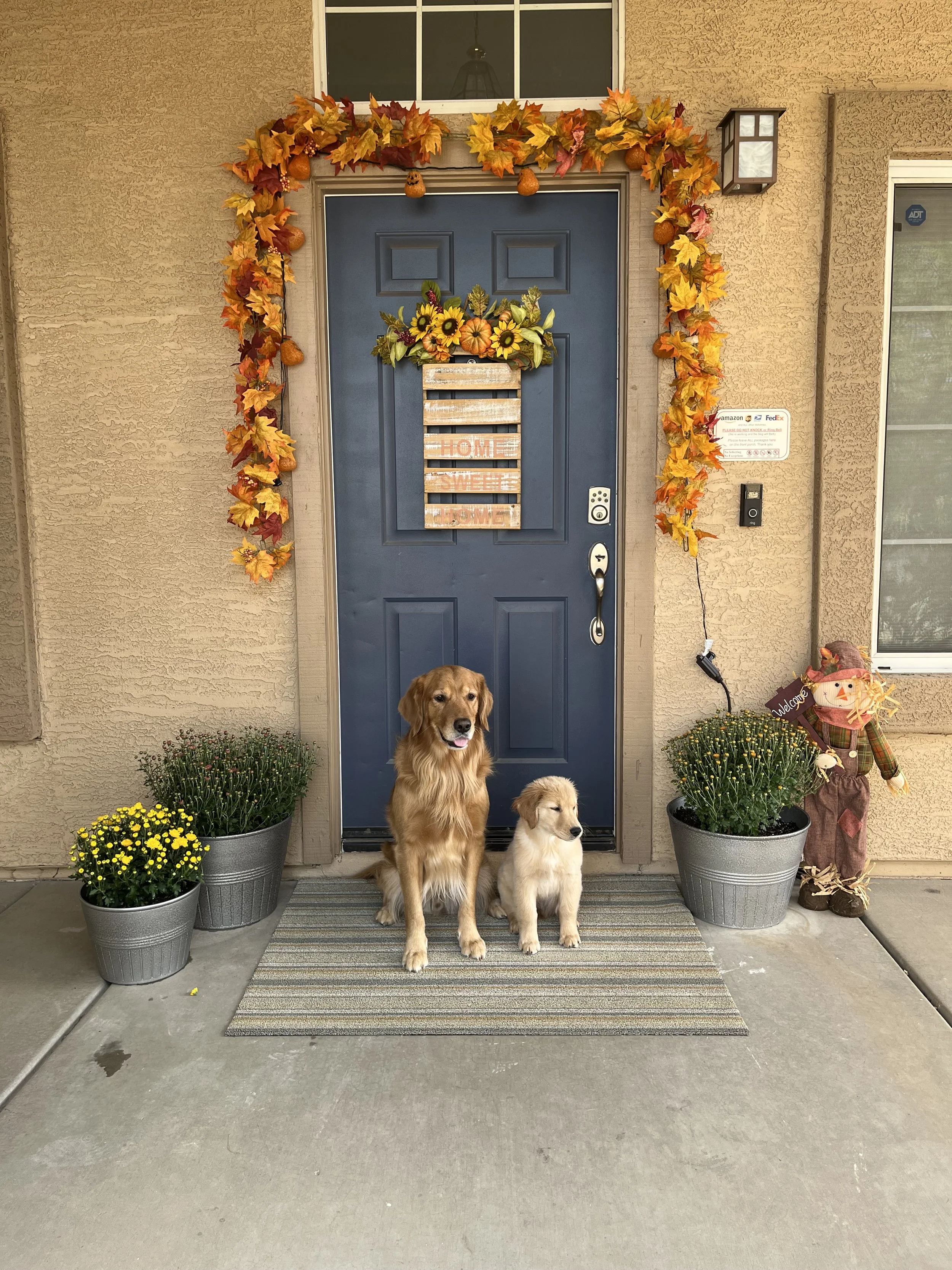 A front porch decorated for fall with a blue door, autumn leaves, pumpkins, a flower arrangement, potted chrysanthemums, a scarecrow, and two dogs sitting on a striped rug.