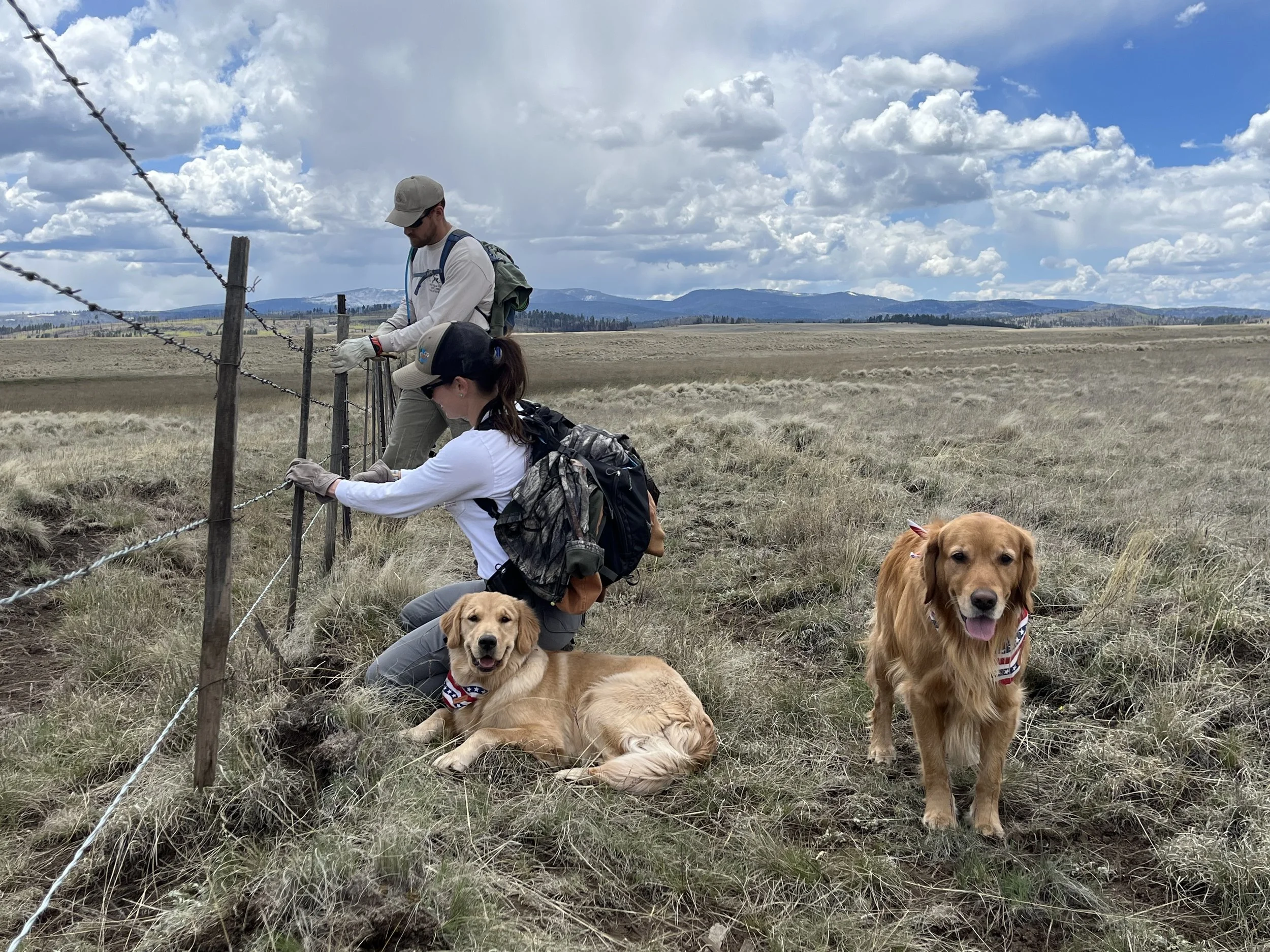 Two people working on a barbed wire fence in a grassy field, with two golden retrievers sitting nearby, under a partly cloudy sky with mountains in the background.