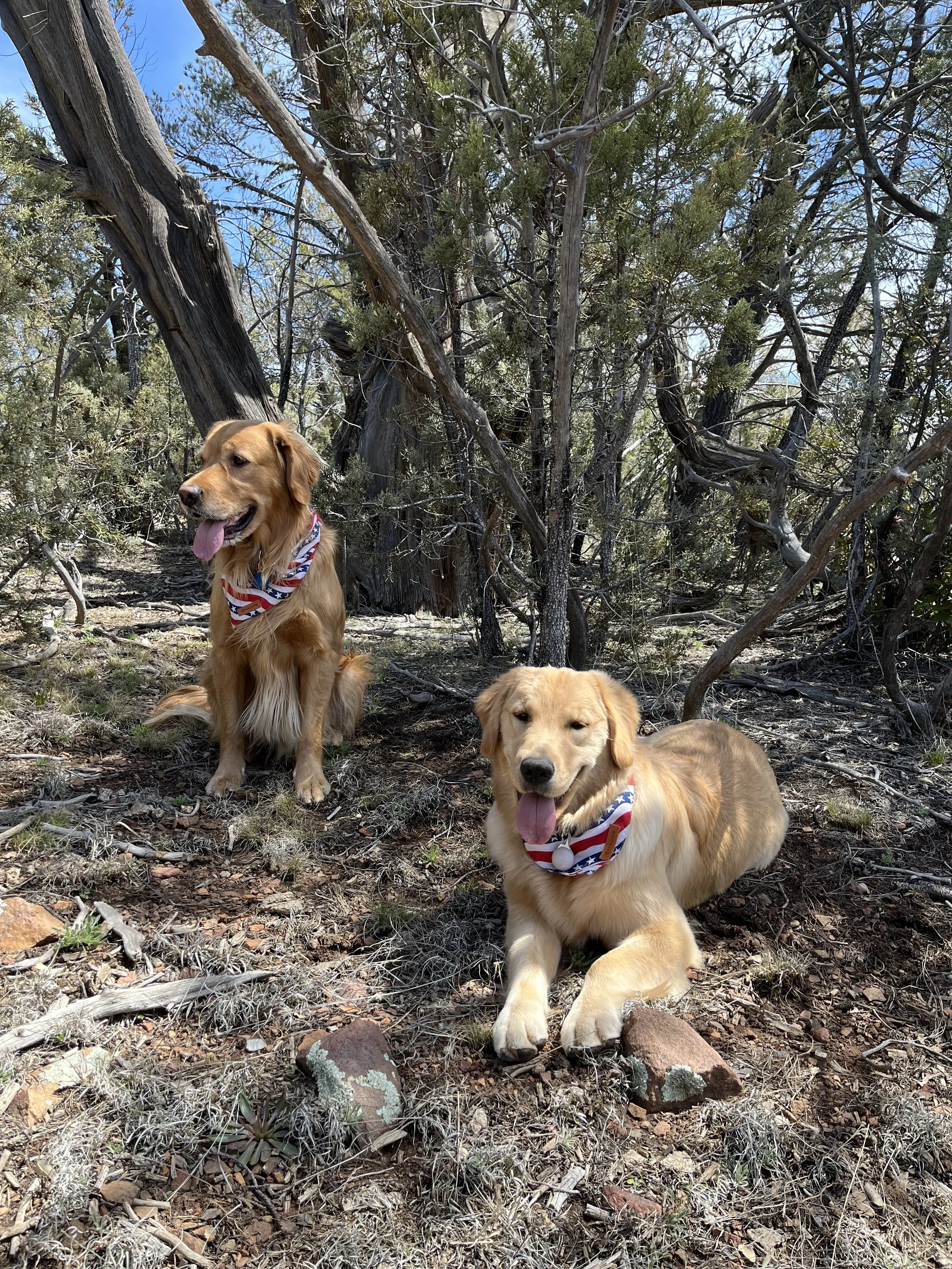 Two golden retriever dogs lying on the ground in a wooded area, wearing patriotic bandanas. One dog is sitting and the other is lying down, both with their tongues out.