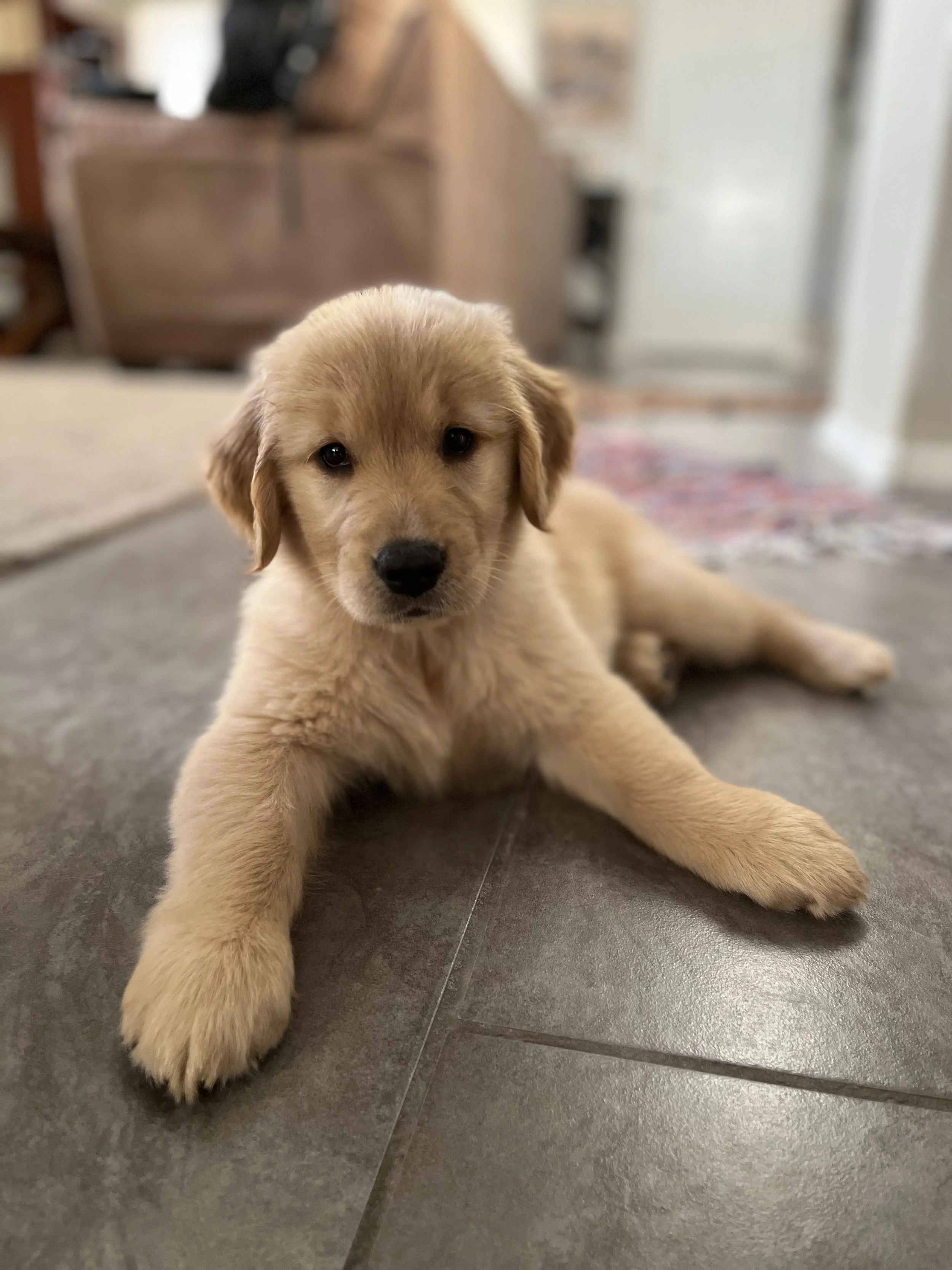 A golden retriever puppy lying on a tiled floor indoors, looking at the camera with dark eyes.