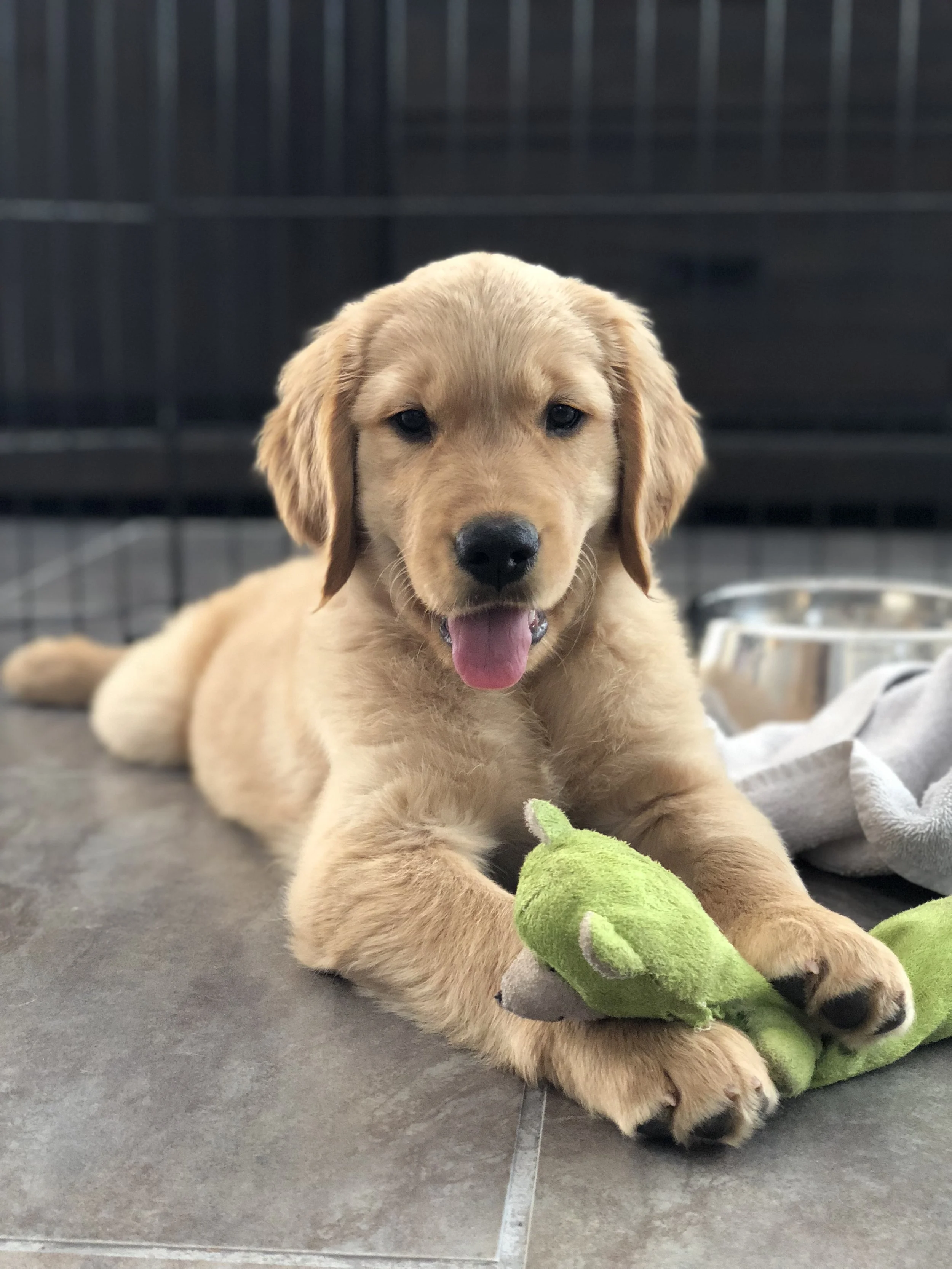 Golden retriever puppy lying on a tiled floor, playing with a green plush toy.