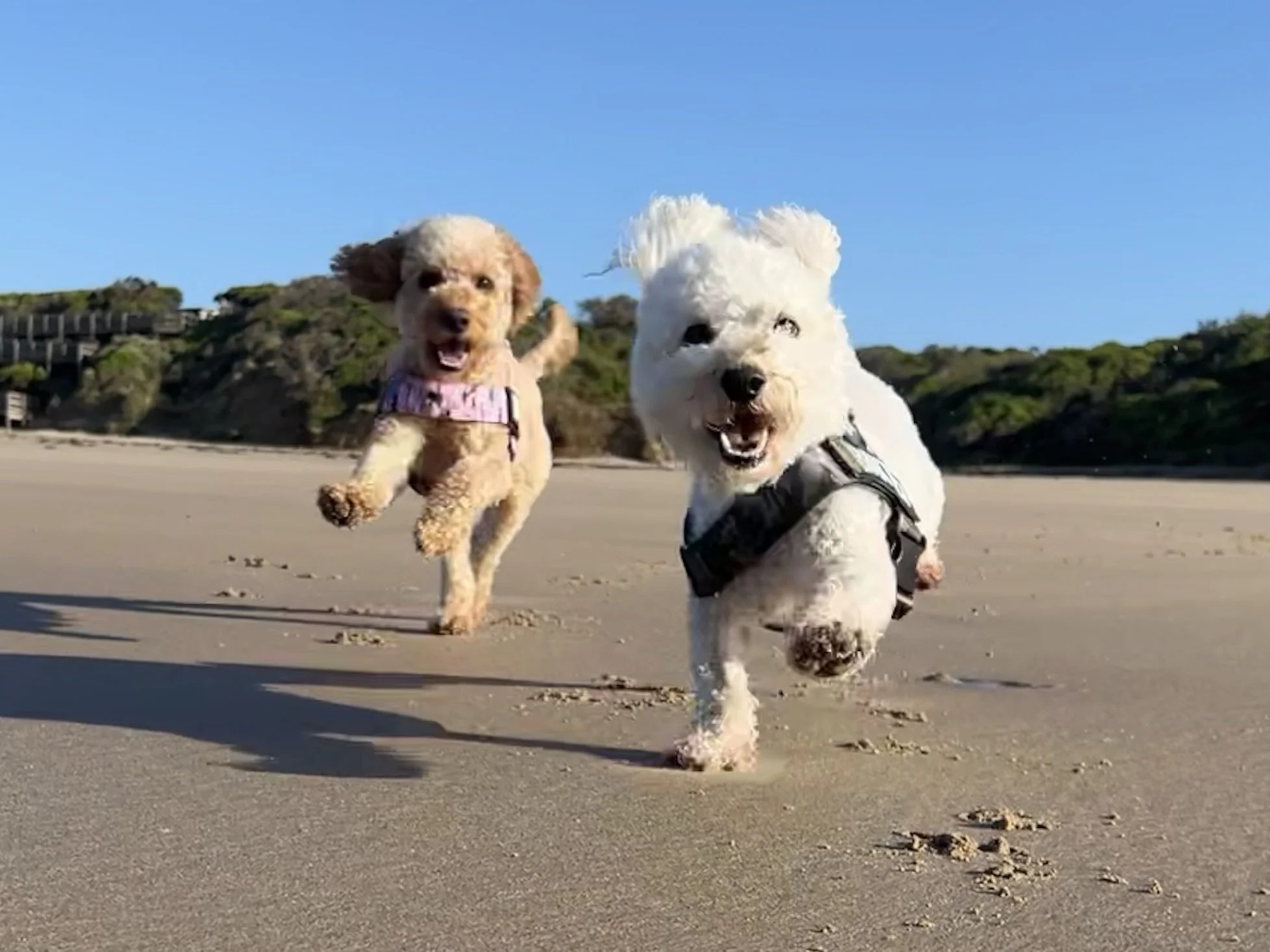 Two dogs, a small brown one and a larger white one, running on a sandy beach with a blue sky and green hills in the background.