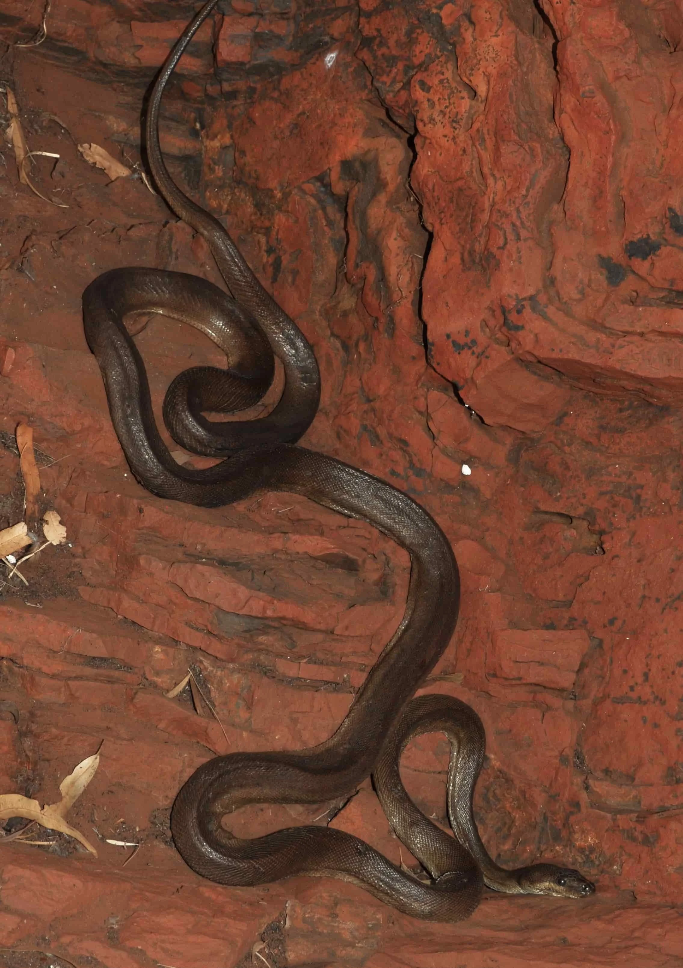 A olive leaf python slithering on reddish-brown dirt ground with some dried leaves and twigs.
