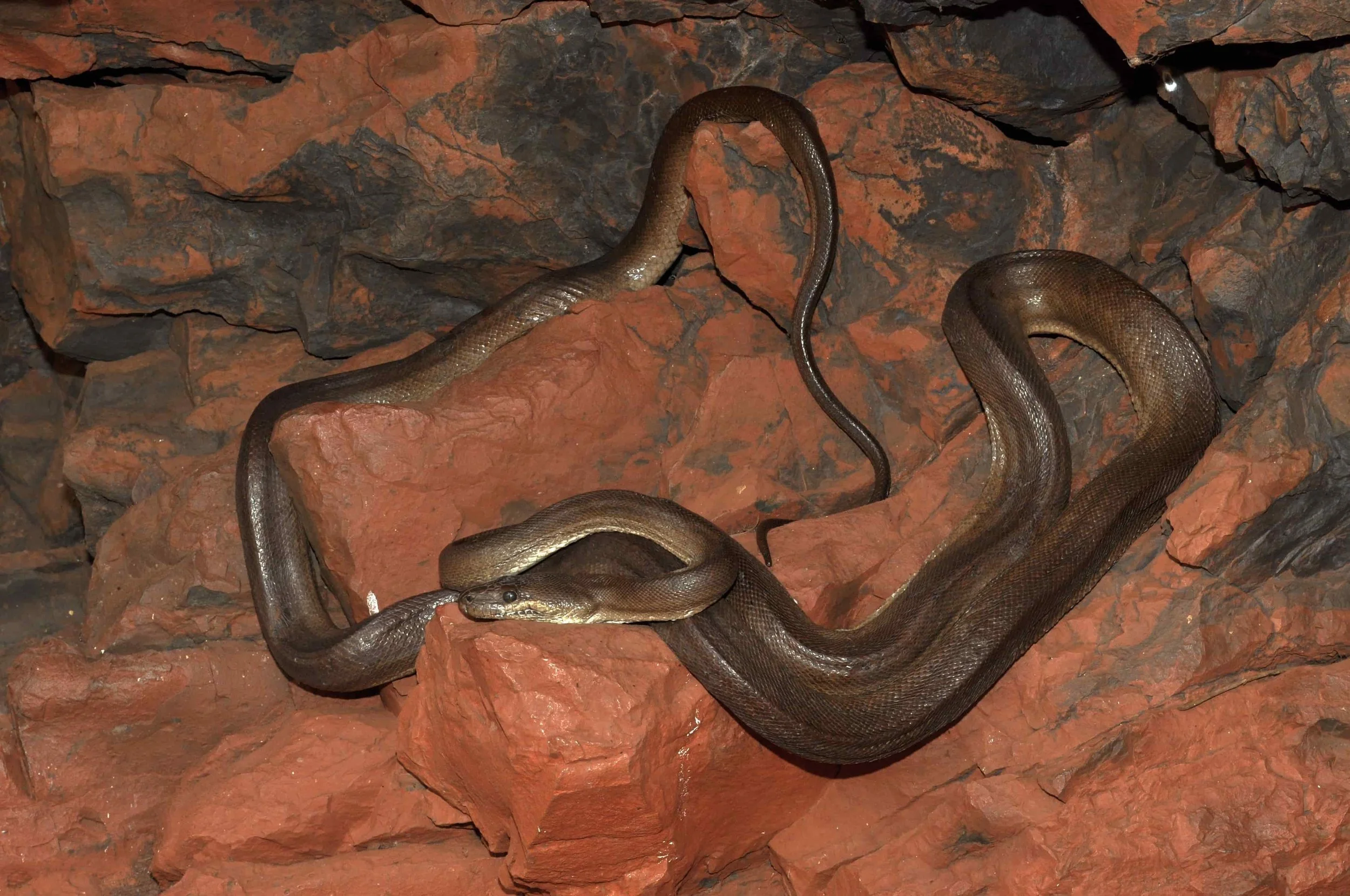 A snake coiled on reddish-brown rocks in a rocky environment.