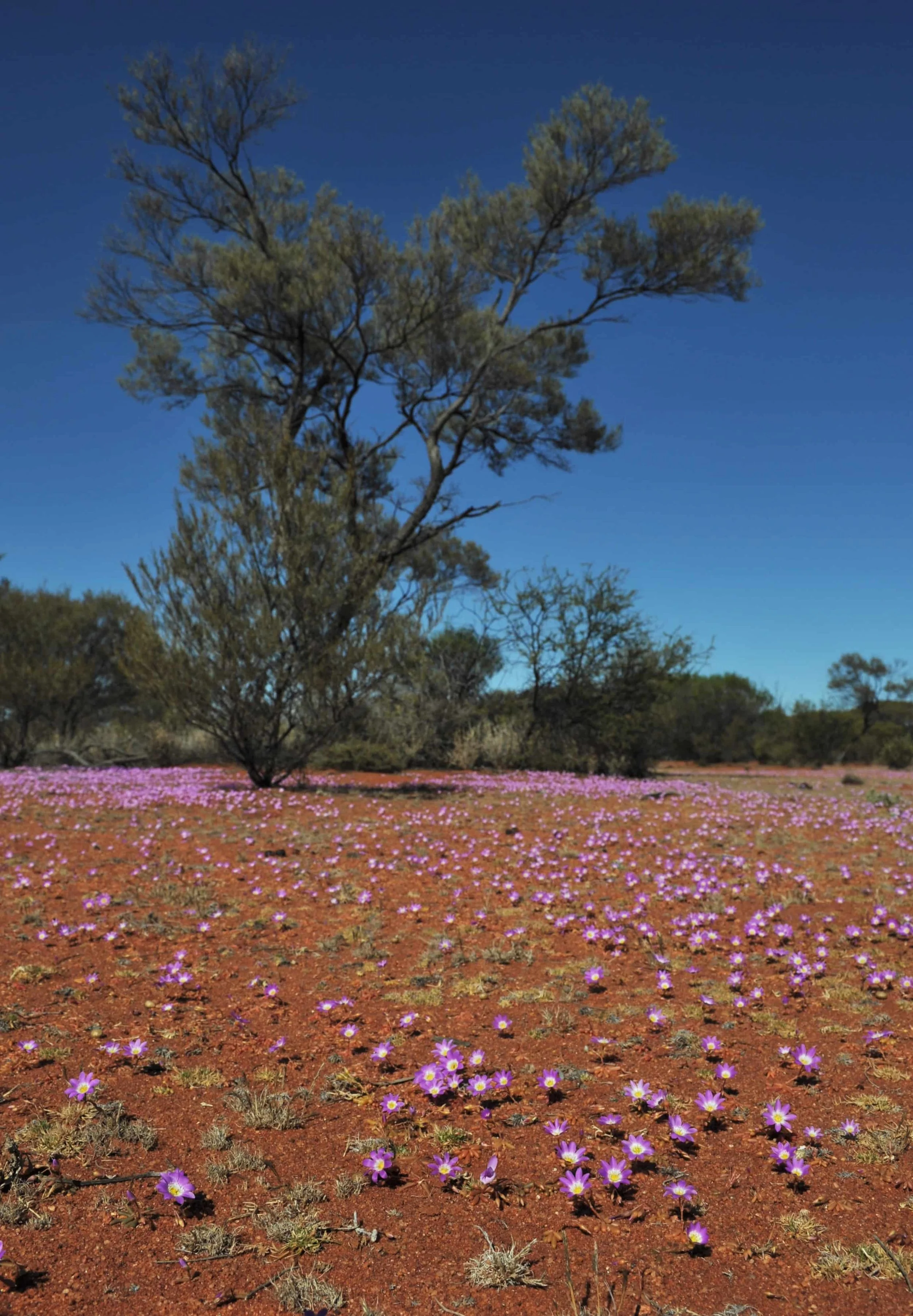 A landscape with a tall tree, pink and purple flowers scattered across the red soil, under a clear blue sky.