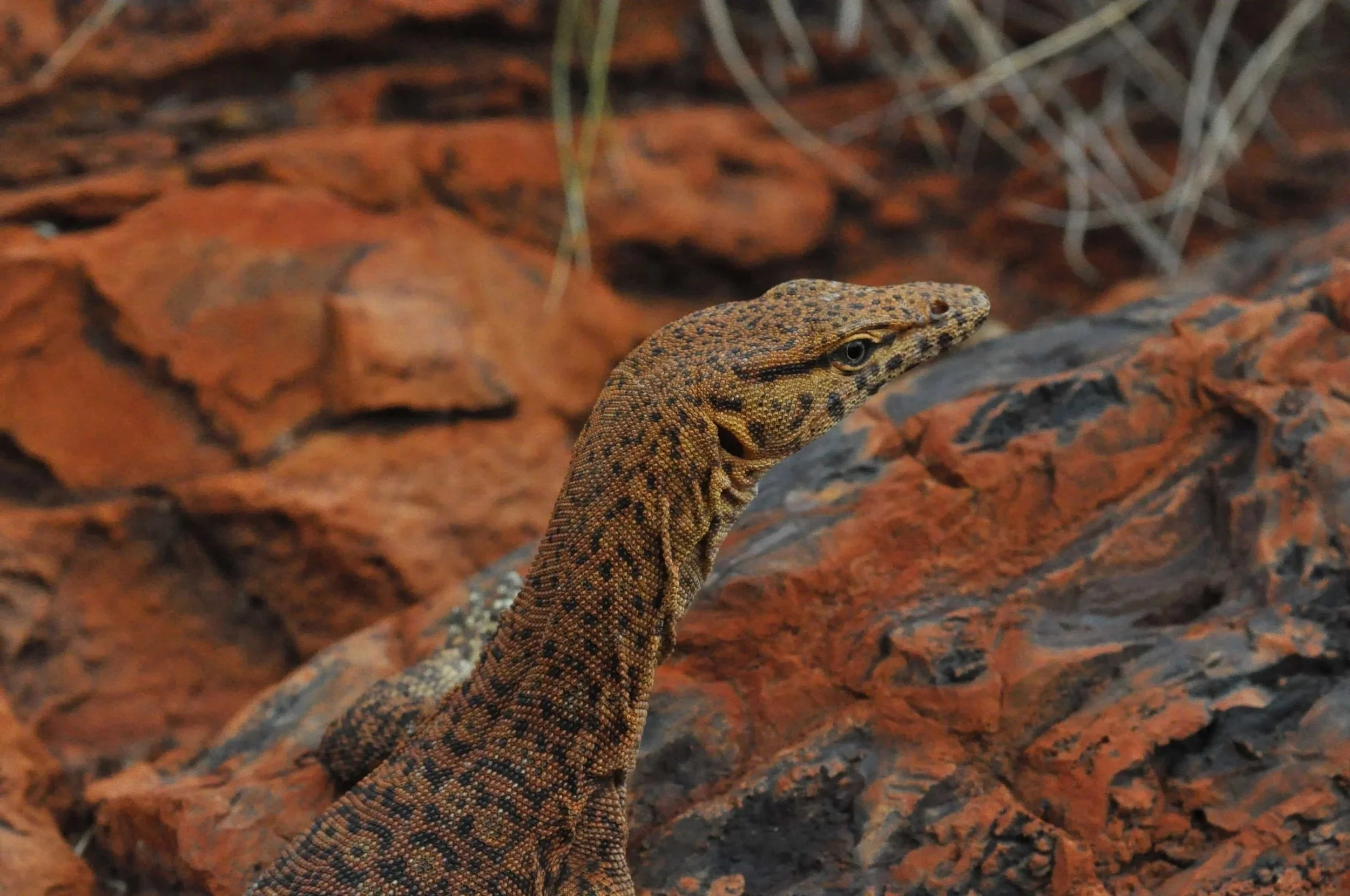 A close-up of a lizard with a tan, black, and orange pattern on its body, partially hidden among reddish-brown rocks and dry vegetation.