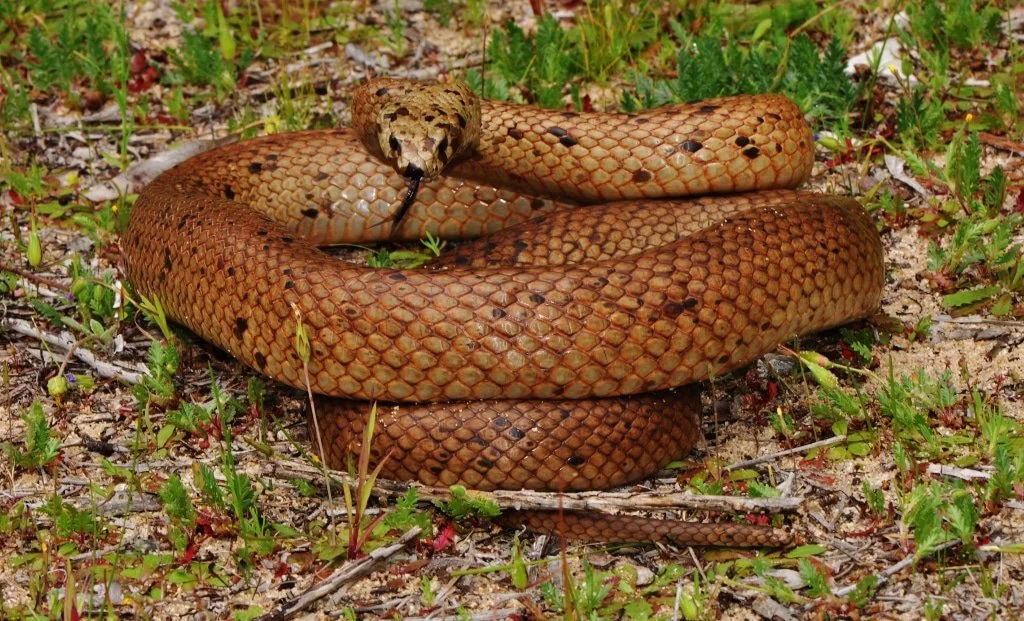 A coiled rattlesnake with a patterned brown and beige body on sandy ground with green vegetation.