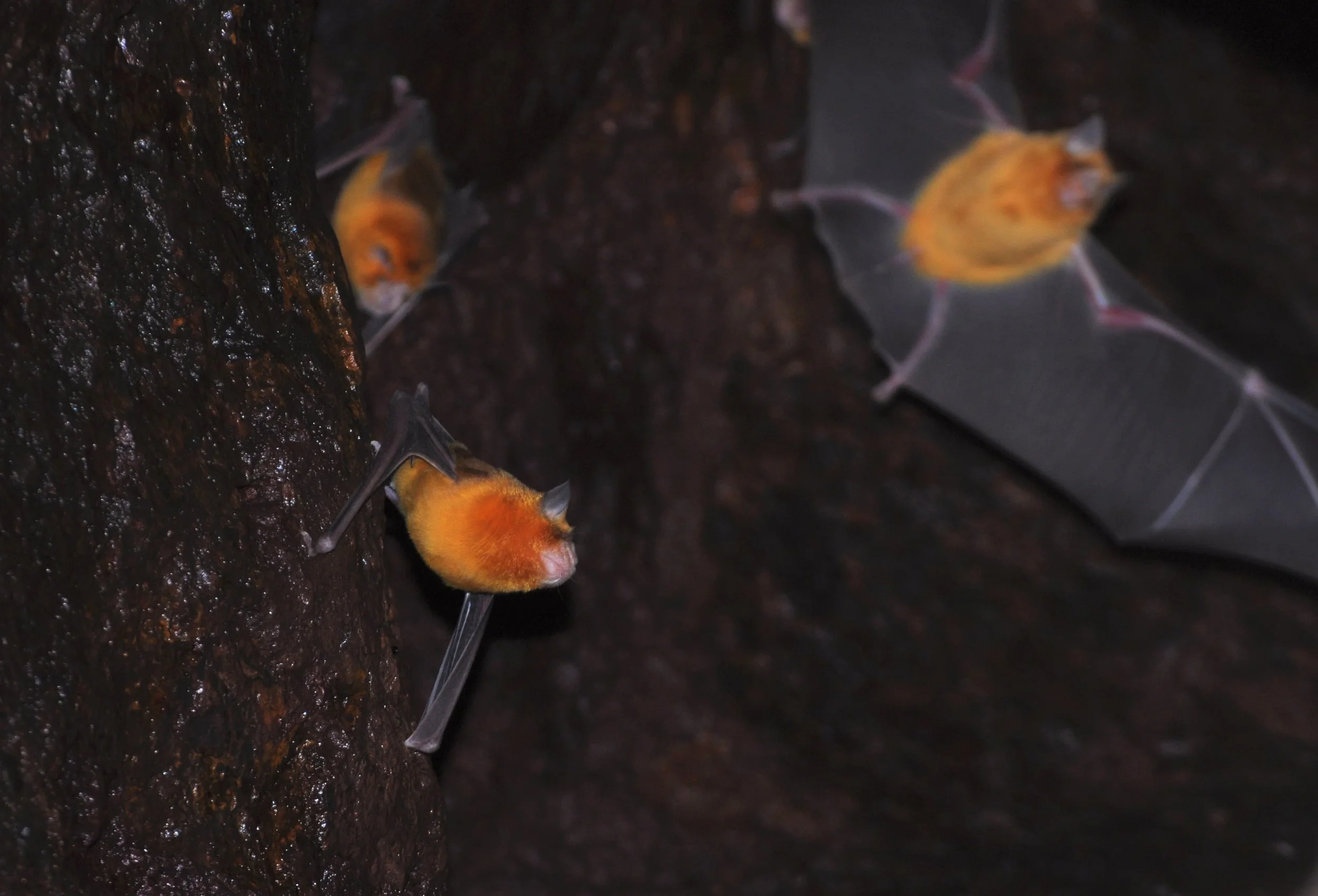Several orange and gray bats hanging upside down on a dark, wet tree trunk with a dark background.