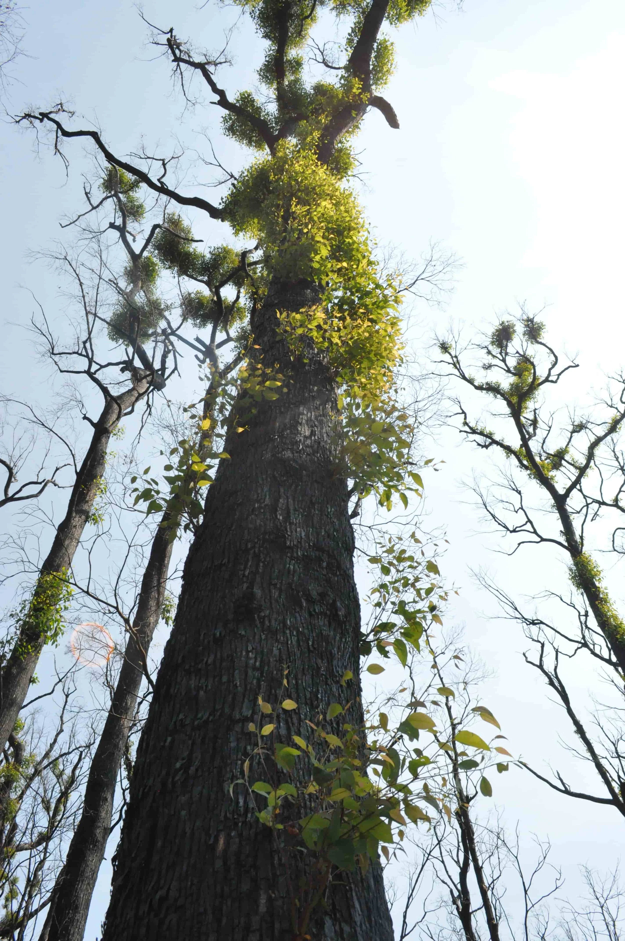 Looking up at a tall tree with rough dark bark, with some green leaves and bare branches, against a bright sky.
