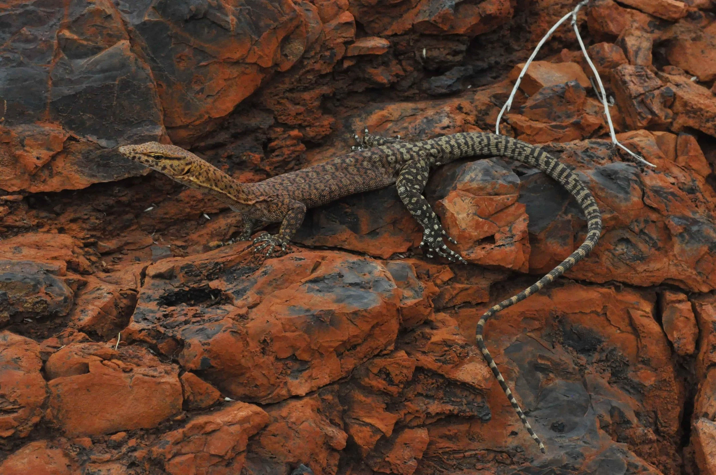 A small lizard with patterned skin on reddish-brown rocks.