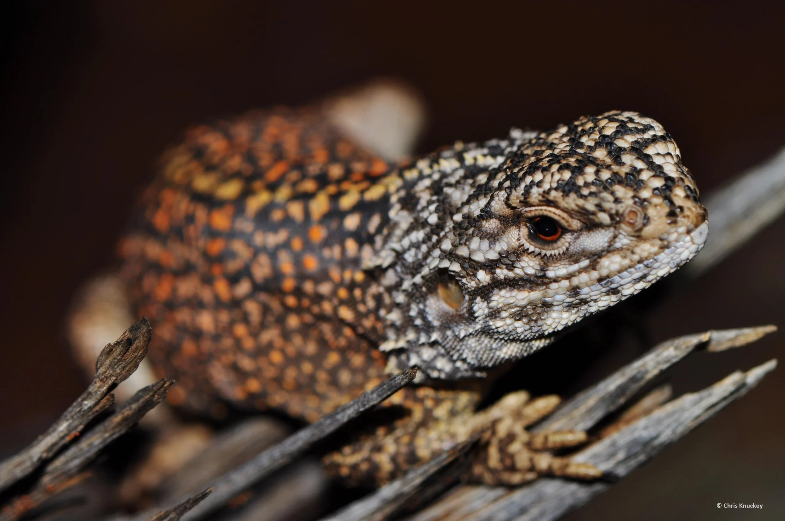 Close-up of a lizard with intricate black, white, and orange markings on its scales, resting on a branch.
