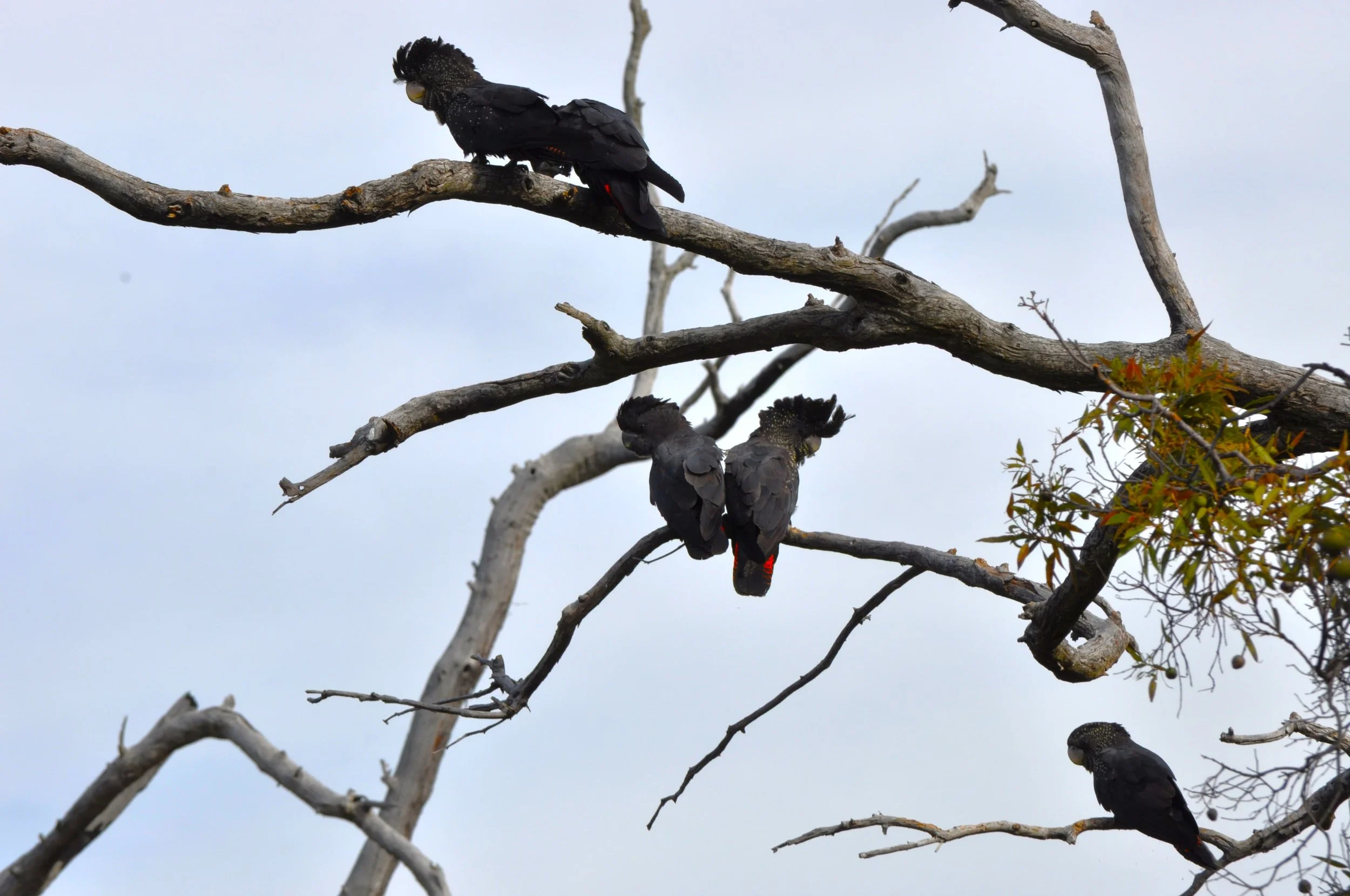 Three black cockatoos perched on the branches of a leafless tree, against a pale sky.