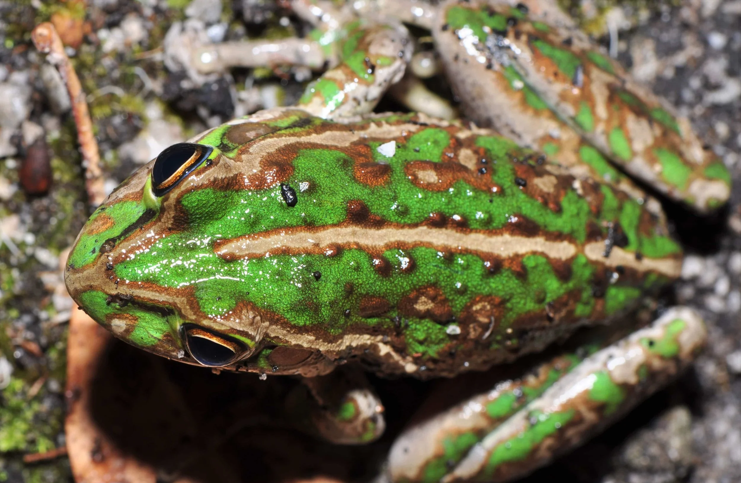 Close-up of a green and brown frog with black eyes resting on rocky ground.