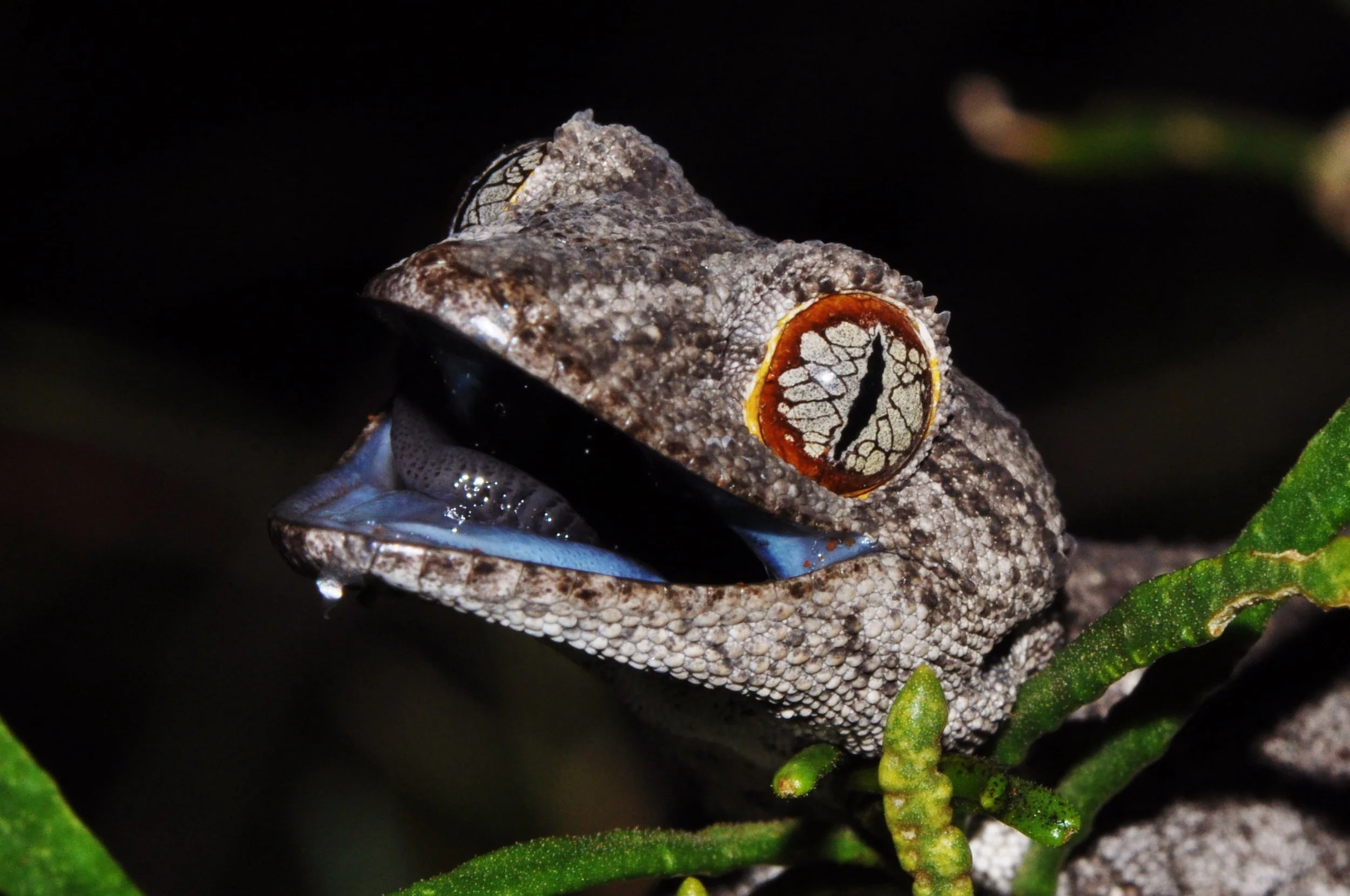 A close-up of a camouflaged frog with textured, brownish skin, hiding among green leaves and small branches in a dark environment.