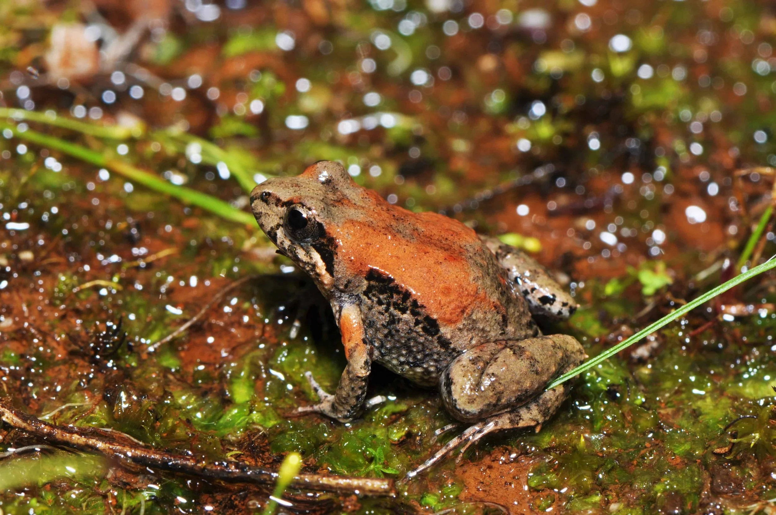 A small frog with a brown and black speckled pattern on its back, sitting on muddy, green, and brown vegetation in a wet, marshy area.