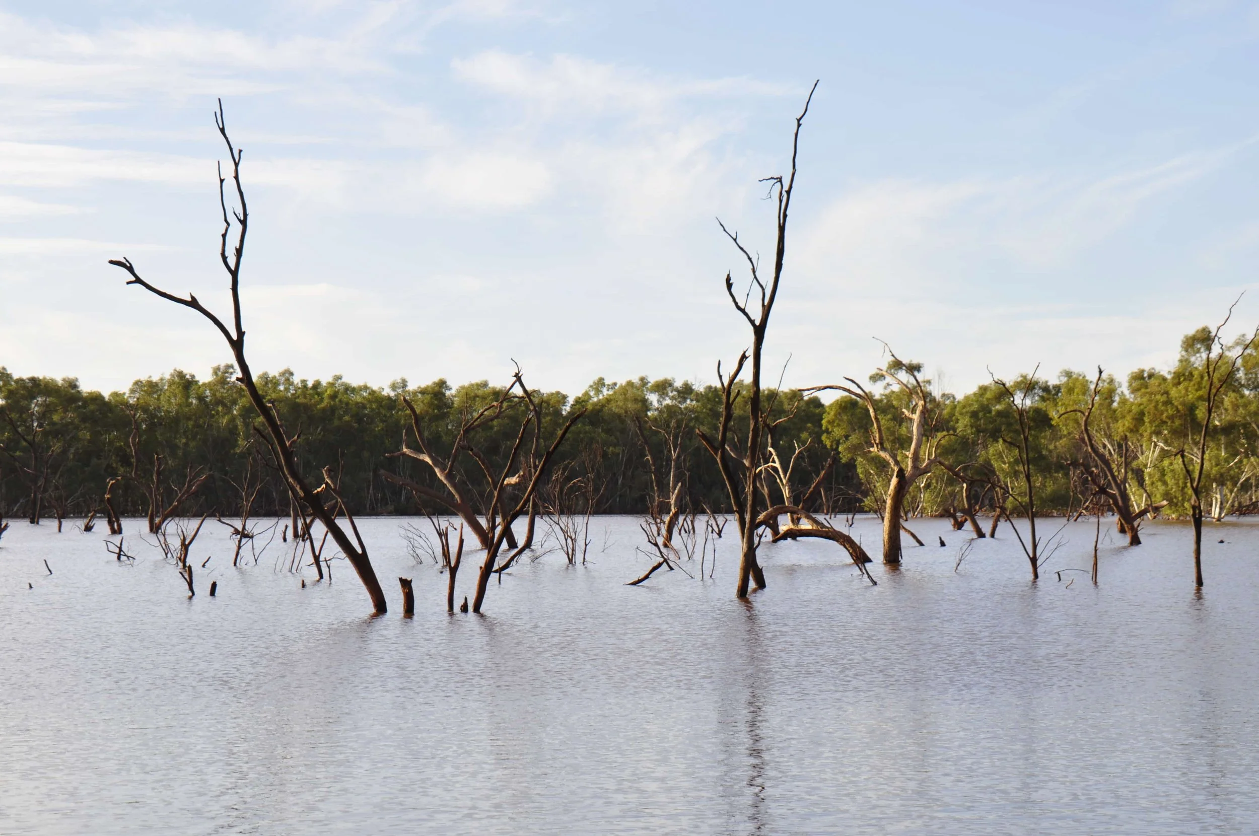 A body of water with numerous dead trees protruding from the surface, a forested shoreline in the background, and a partly cloudy sky overhead.