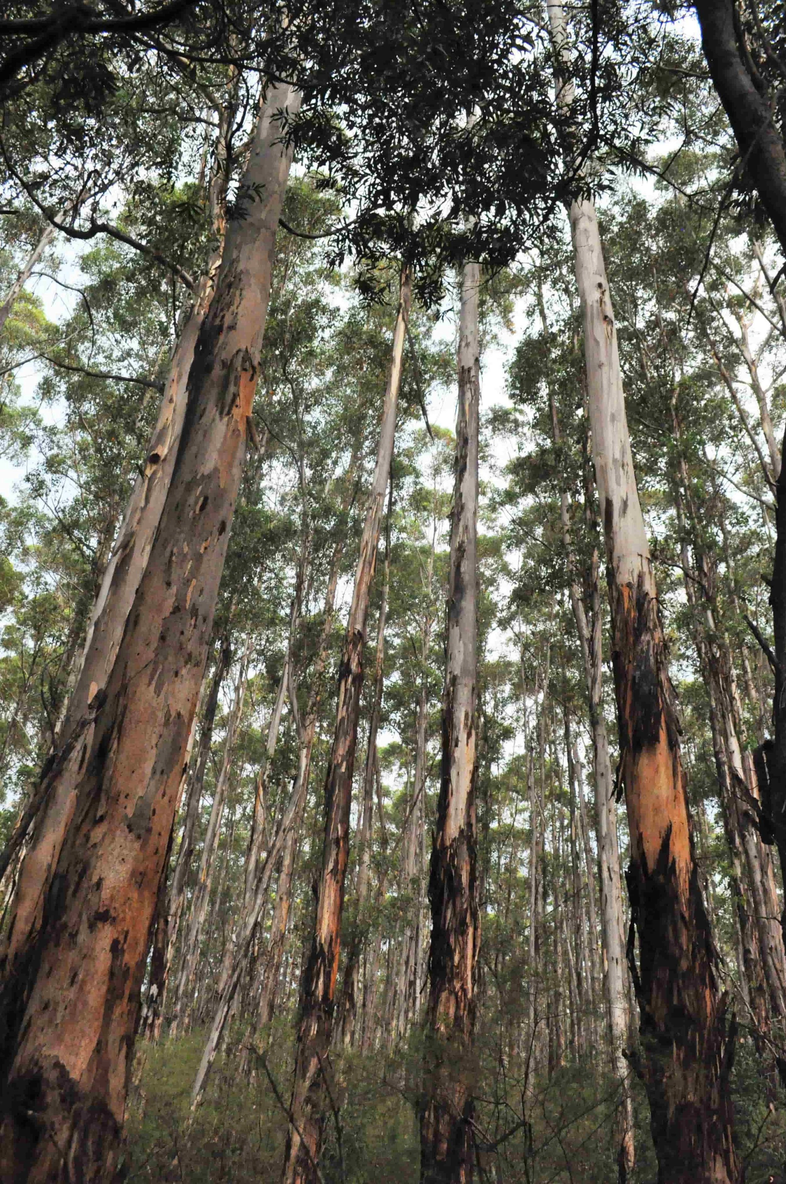 Tall trees with peeling bark in a dense forest with green foliage and overcast sky.