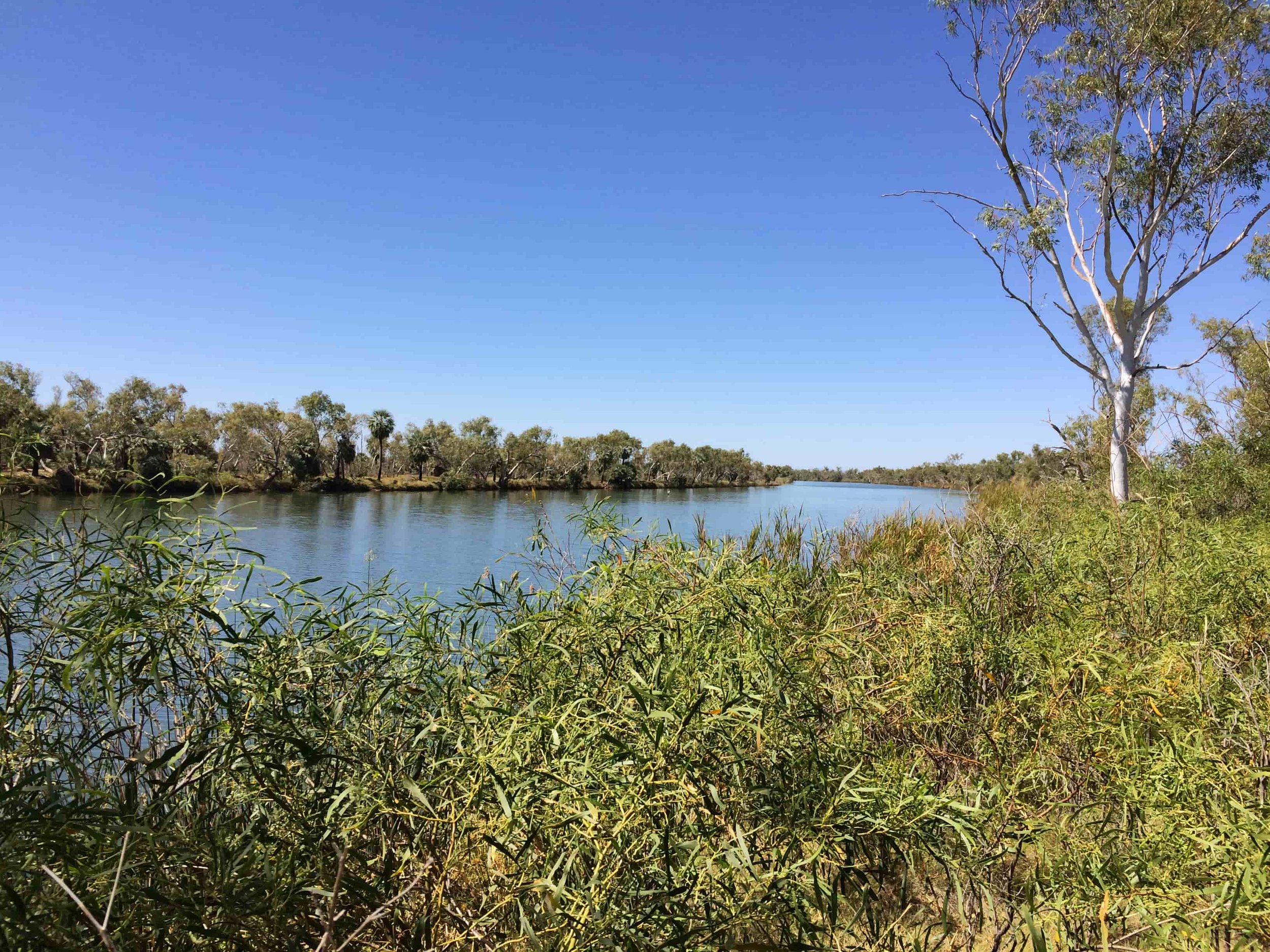 A river flowing through a landscape with trees and bushes under a clear blue sky.