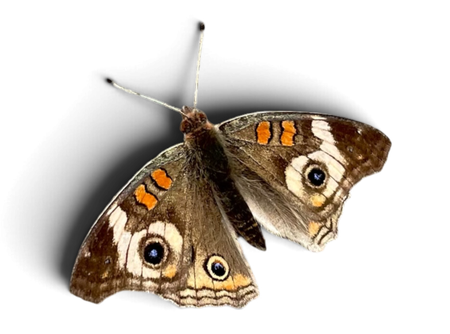 Close-up of a butterfly with brown wings decorated with orange, white, and black eye spots, on a black background.