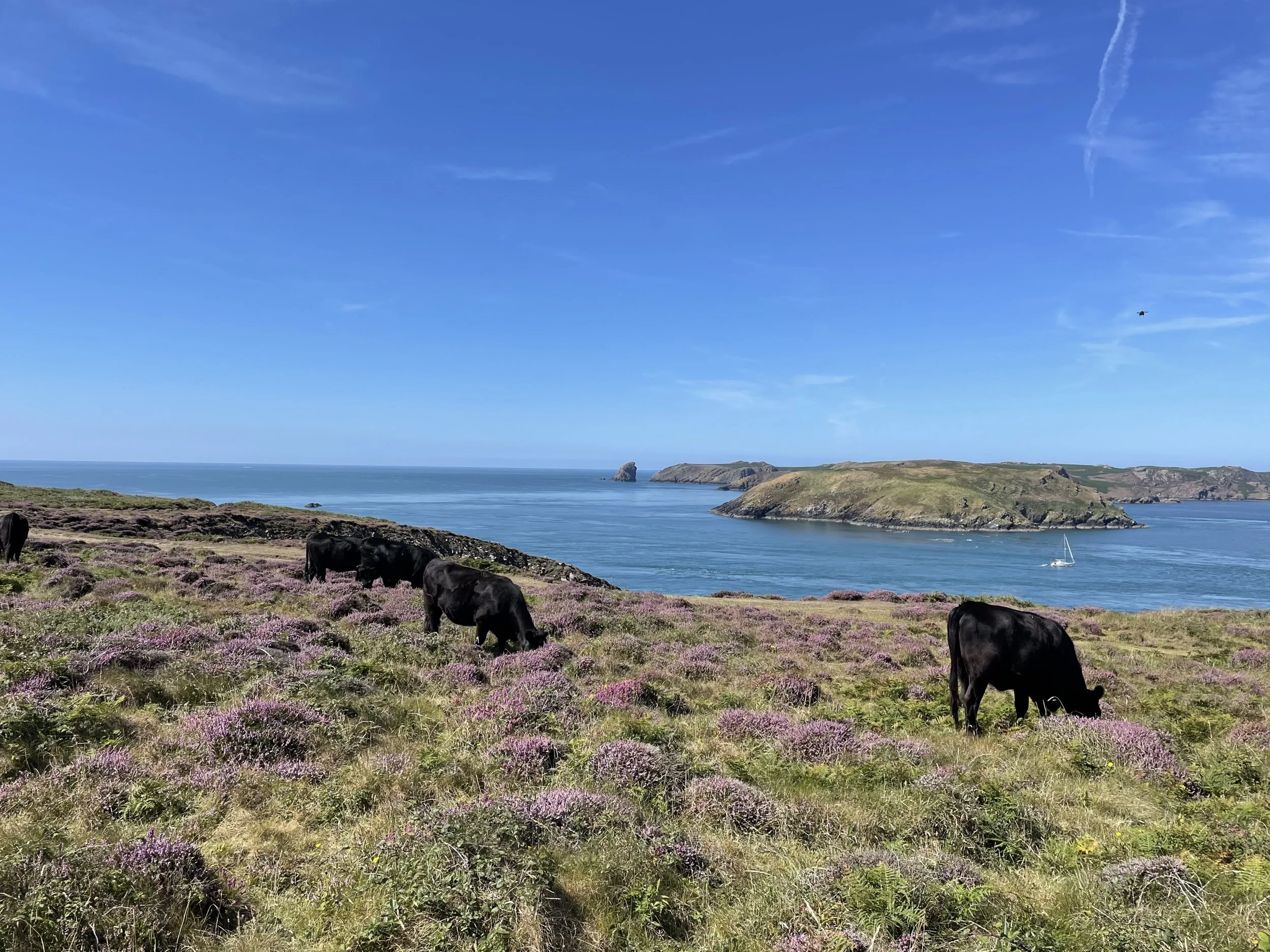 A coastal landscape with a clear blue sky, rocky islands in the ocean, green grassy hills, purple wildflowers, grazing cows, and a small sailboat in the water.