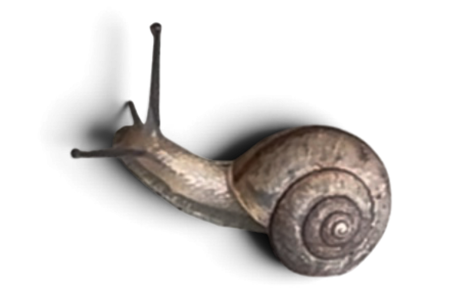 A close-up photograph of a snail with a coiled shell and a long, slimy body, moving against a black background.