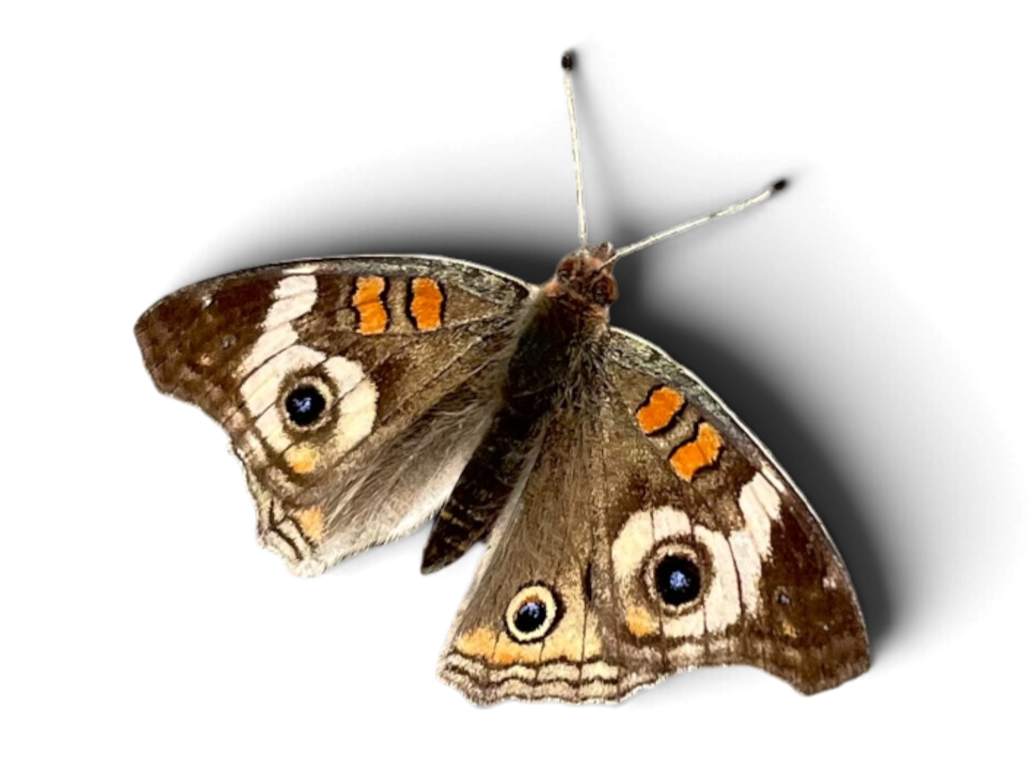 Close-up of a butterfly with intricate eye spots and orange markings on its brown wings against a black background.