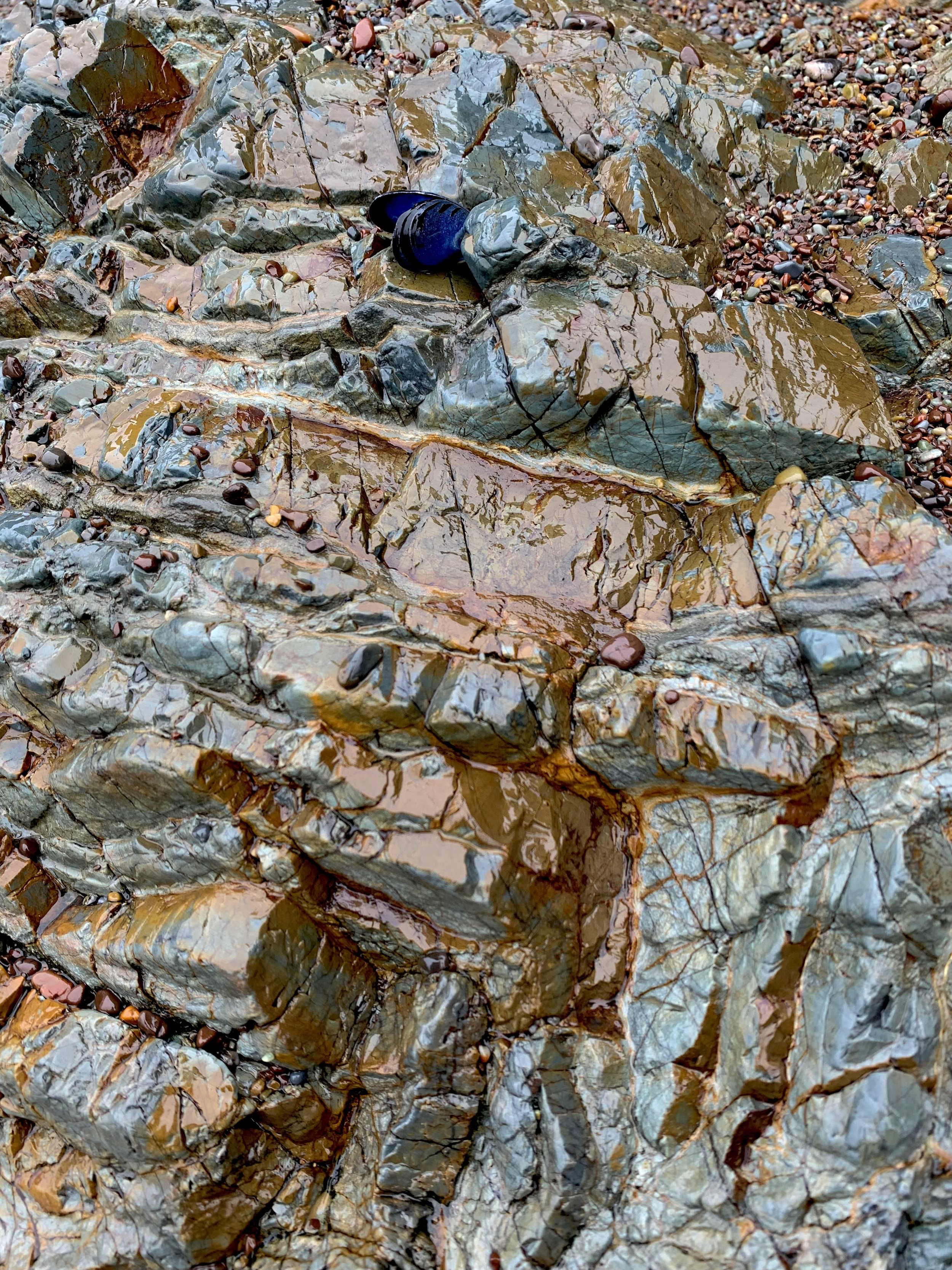 Close-up of wet, colorful rocks and pebbles on a shoreline, with a focus on a black shell or stone among them.