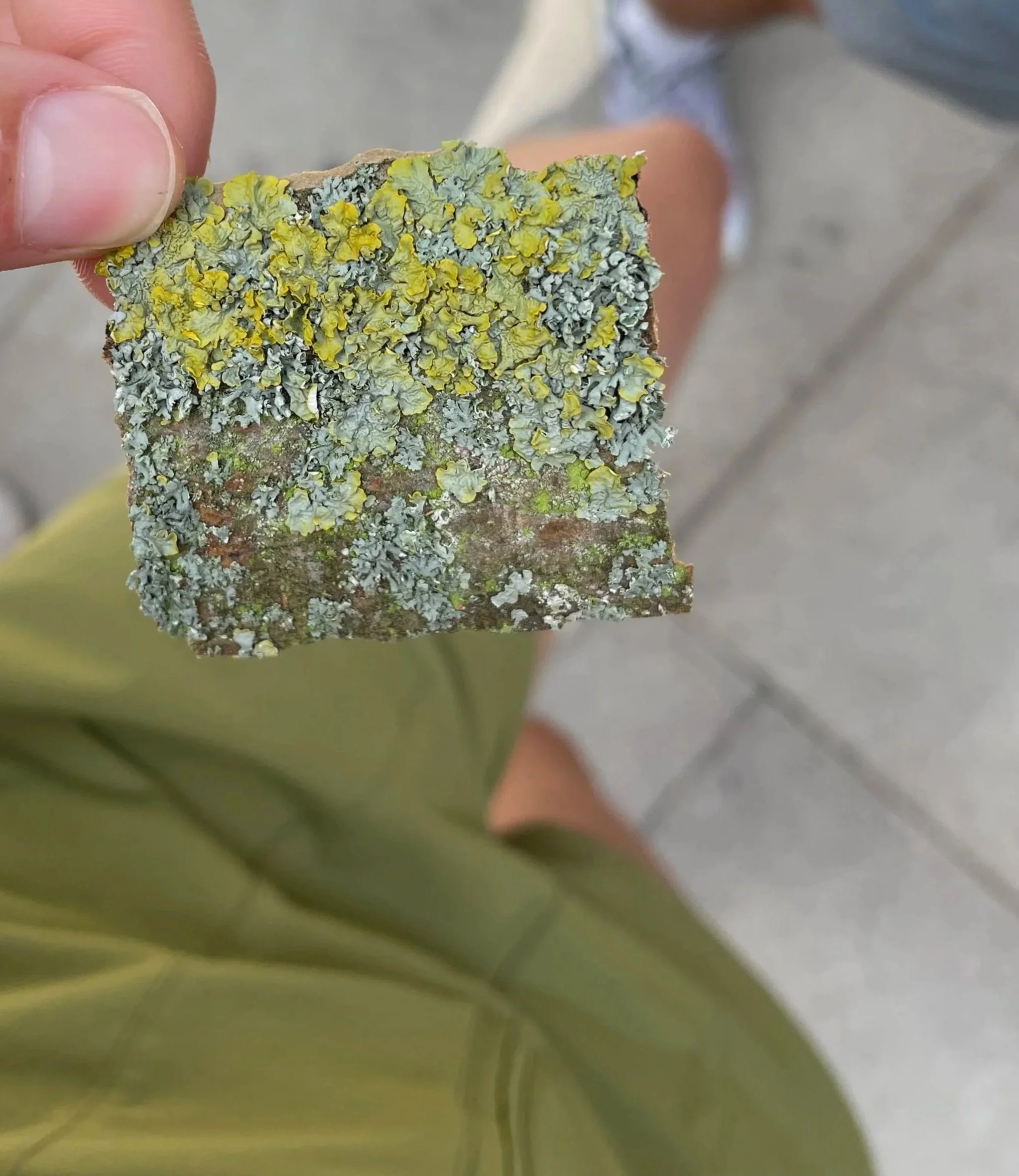 Close-up of a piece of tree bark covered with yellow and gray lichen, held by a person with a thumb visible and an out-of-focus background.