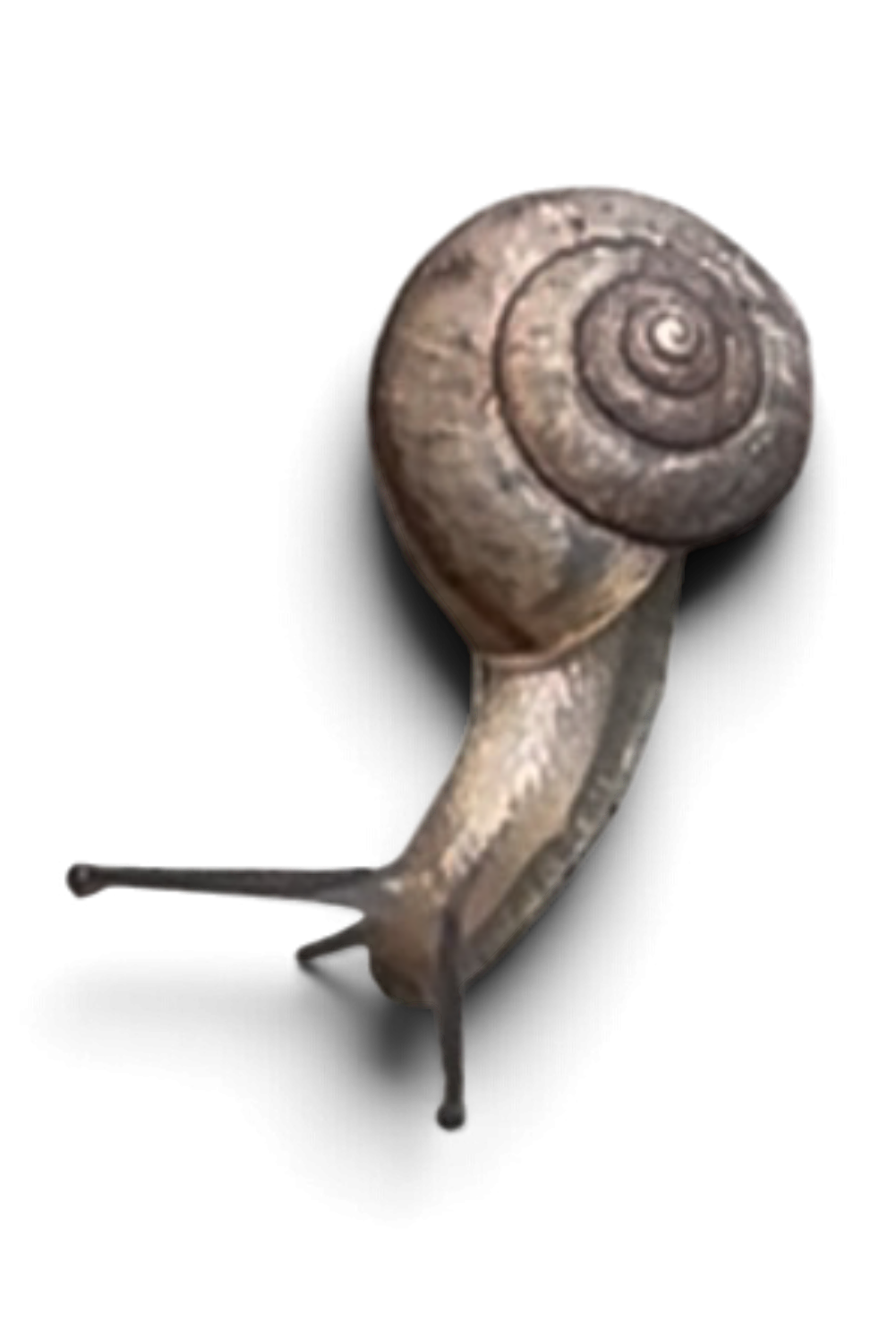 A small snail with a spiral shell on a black background.