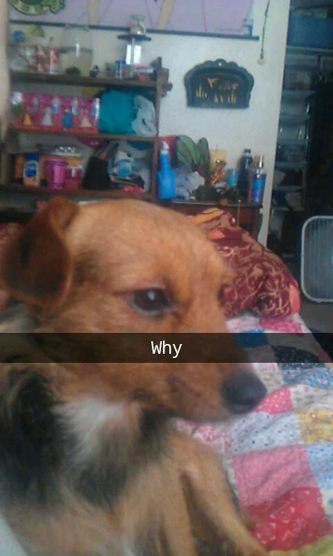 Close-up of a brown dog lying on a bed with a colorful quilt, in a cluttered room with shelves, bottles, and household items in the background.
