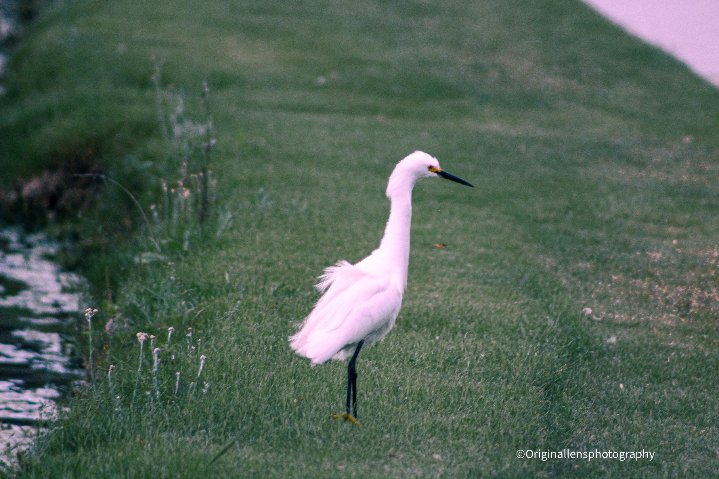 A white heron standing on one leg on a grassy bank near water with a blurred background.