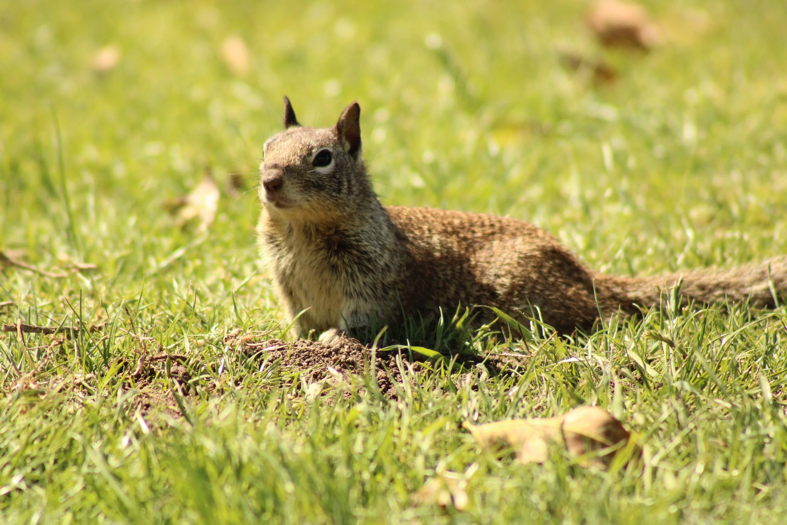 Wildlife