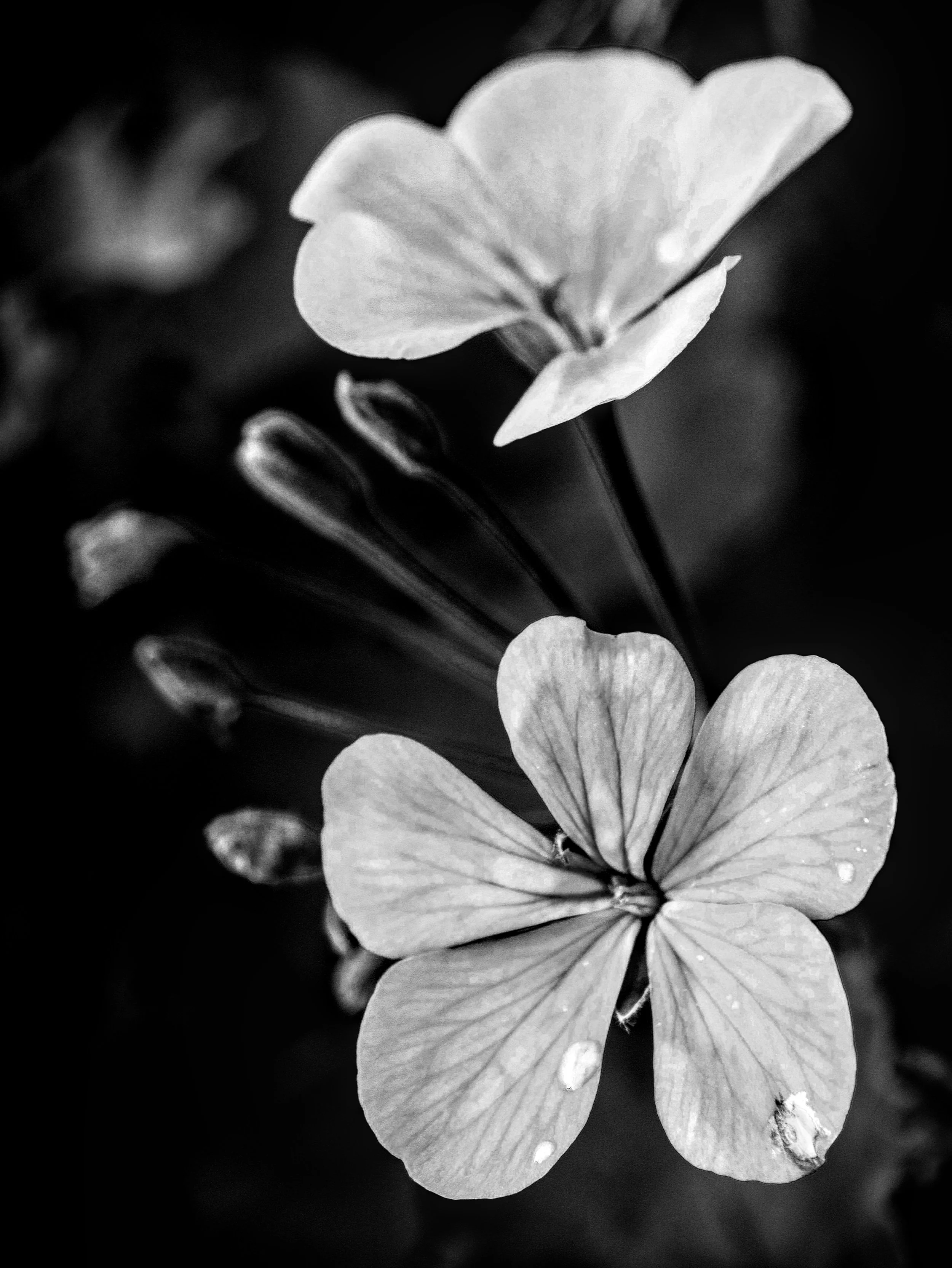 simplicity in all its fate.jpg
