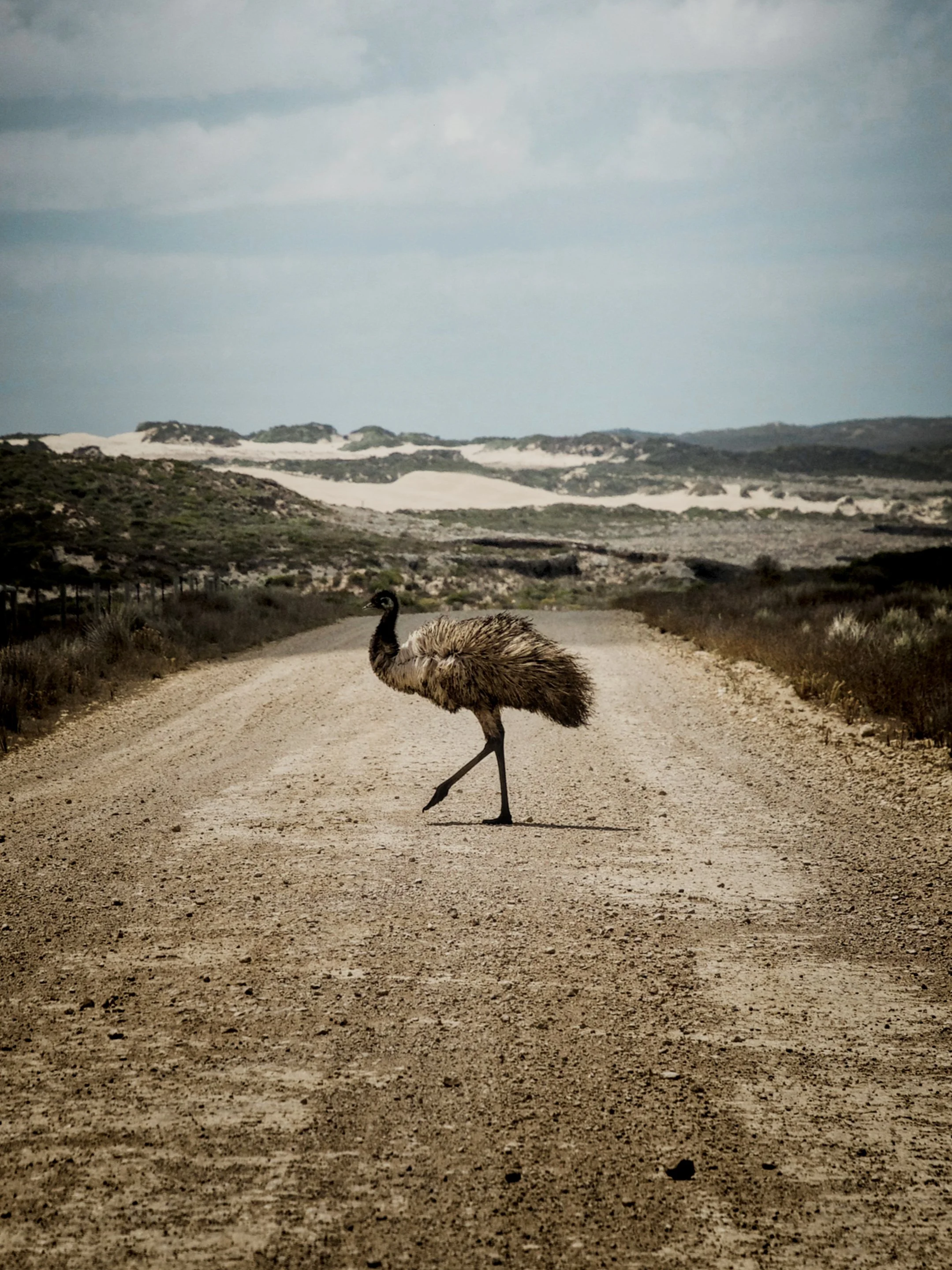 emu i see u.jpg
