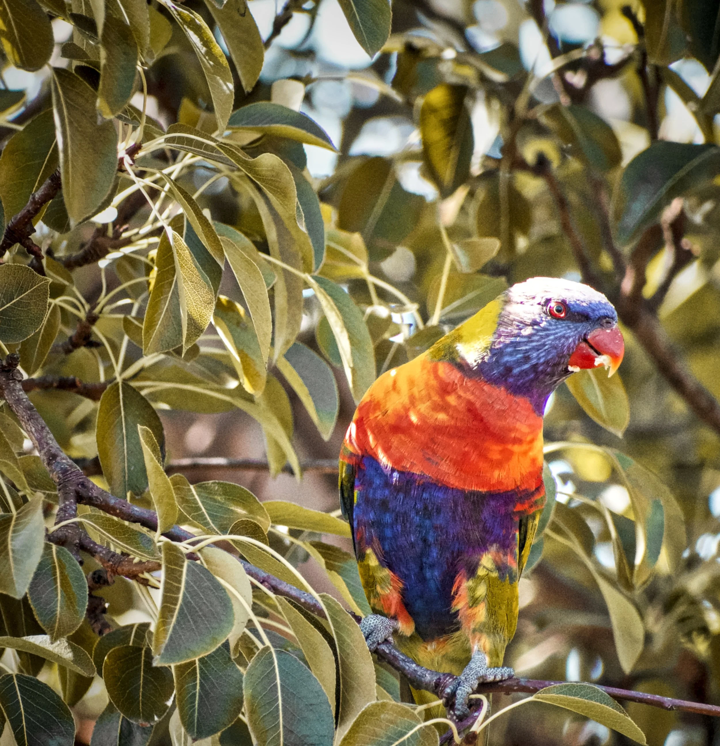 parrot 1.jpg