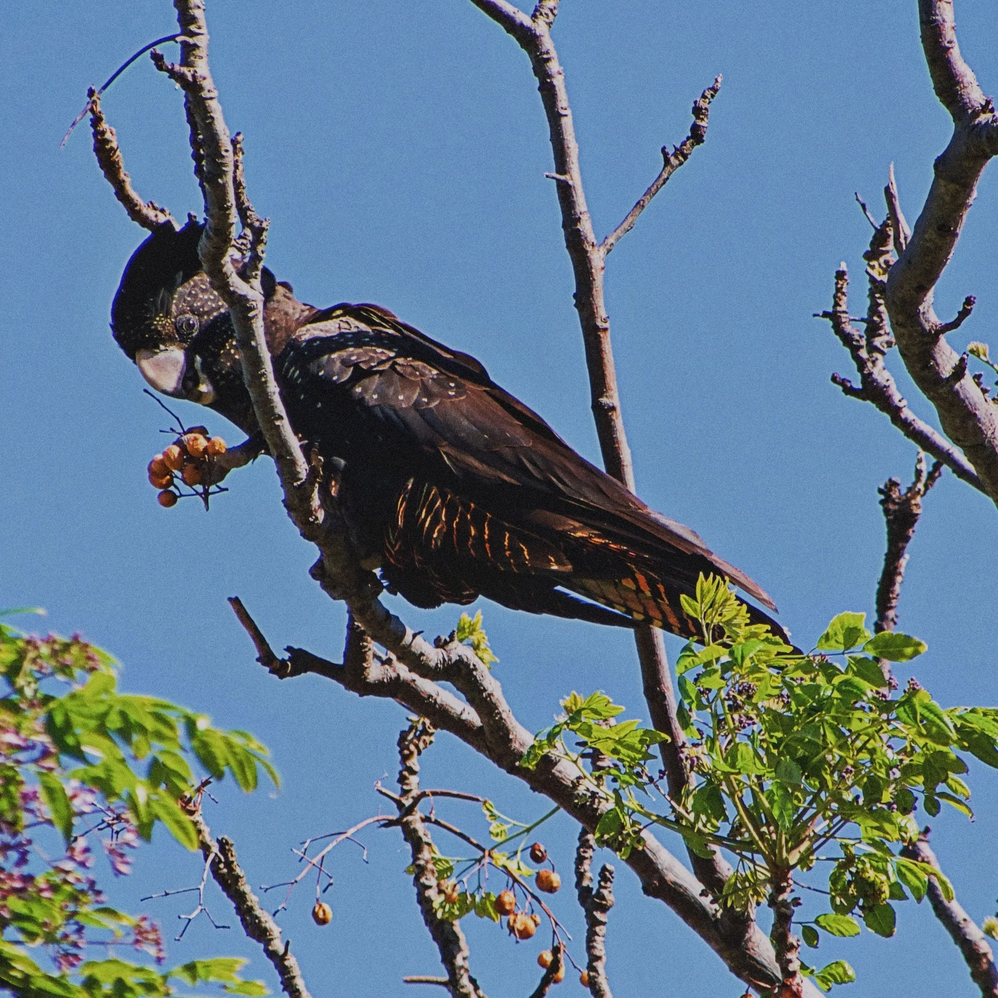 Red Crested Black Cockatoo.jpg