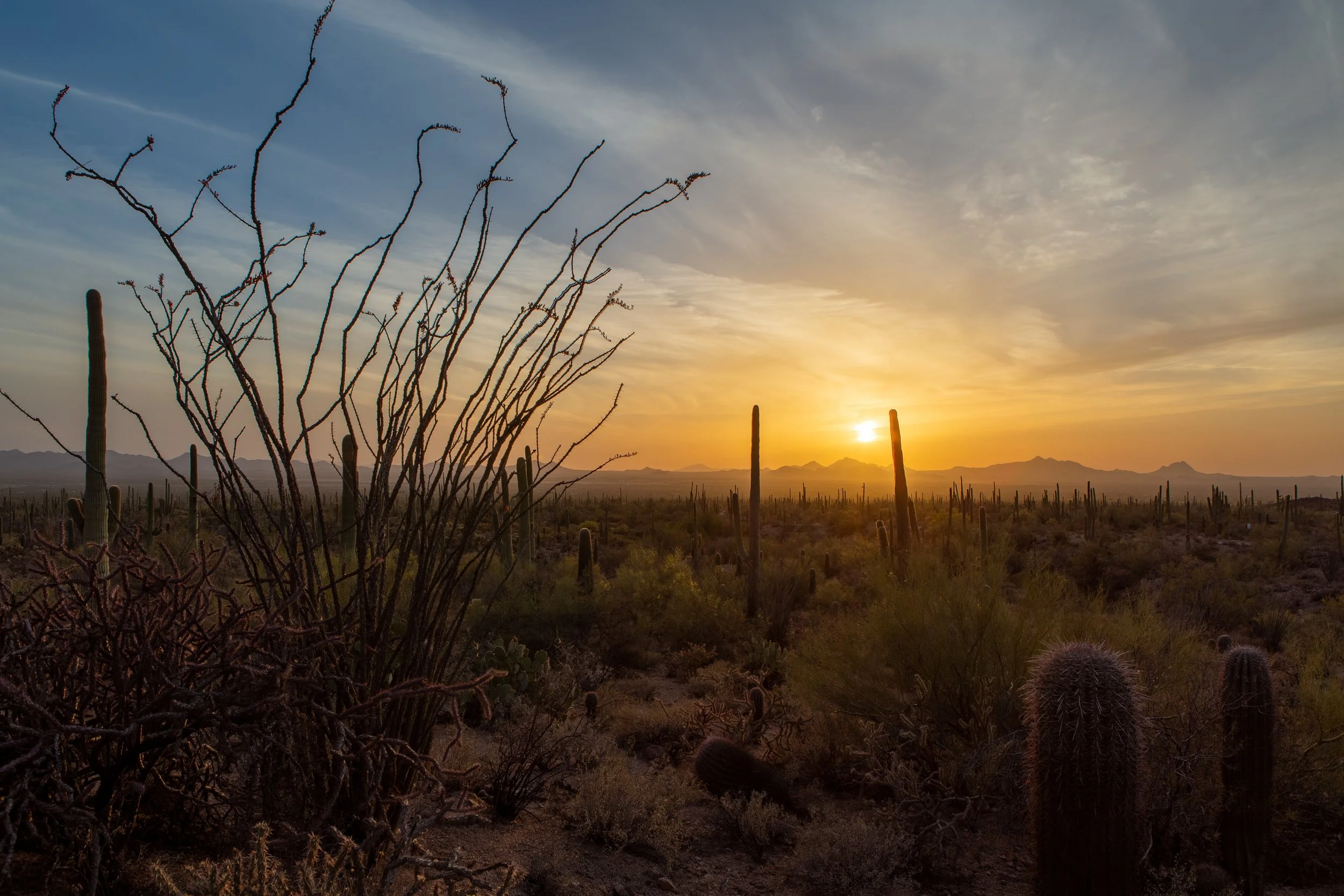 brianhalbachphotography-saguaro-7168615.jpg