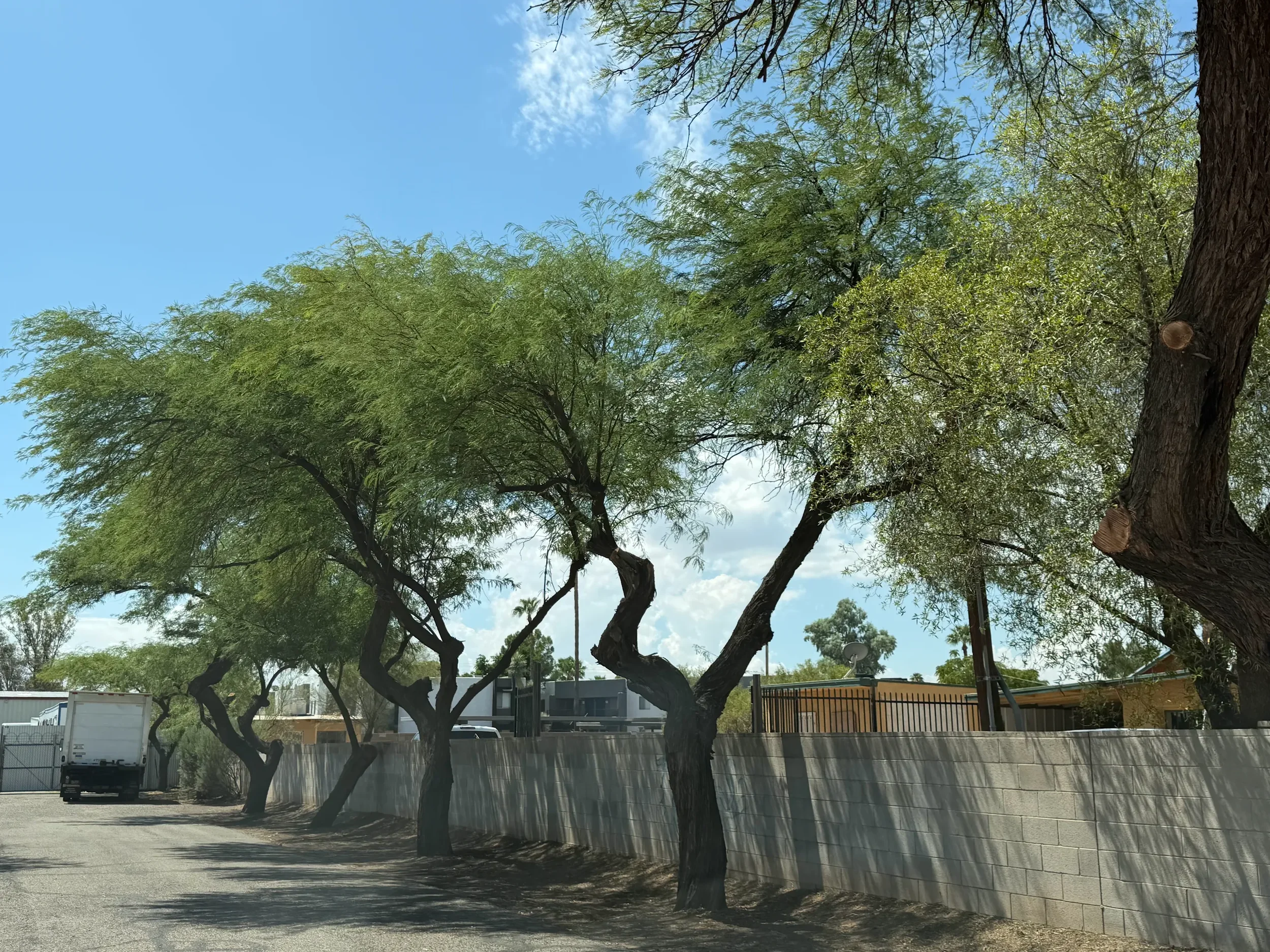 trimmed trees.webp